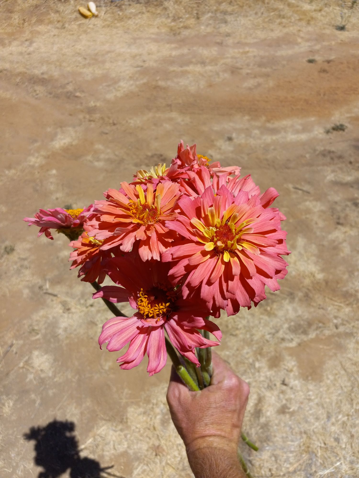 ZINNIA elegans Cactus