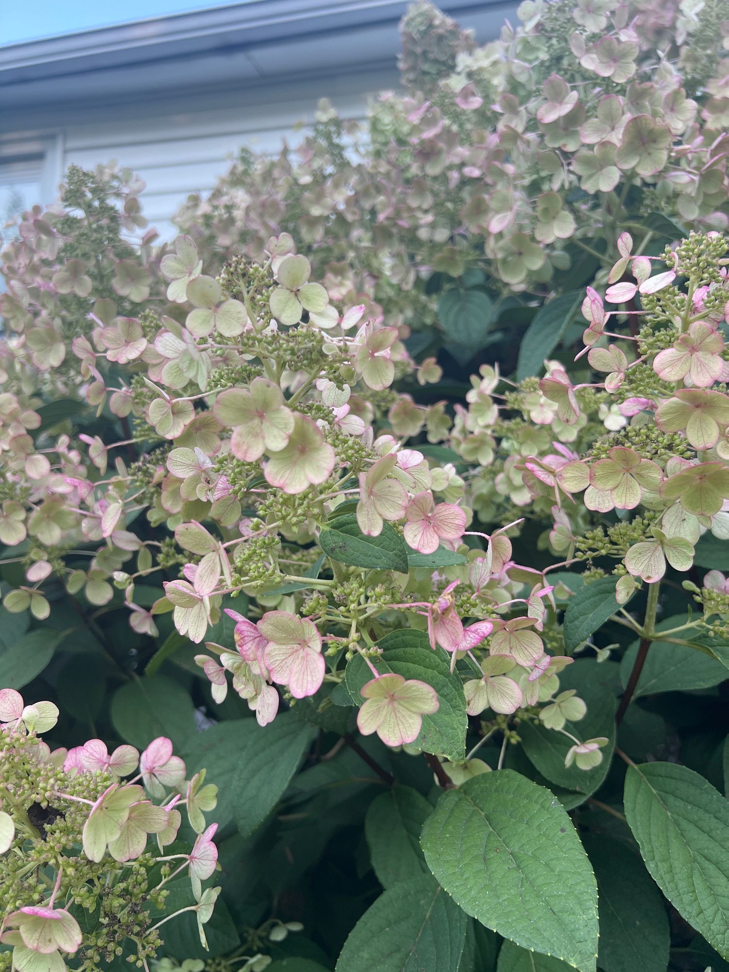 HYDRANGEA paniculata Quick Fire