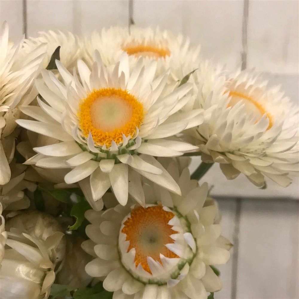 XEROCHRYSUM bracteatum