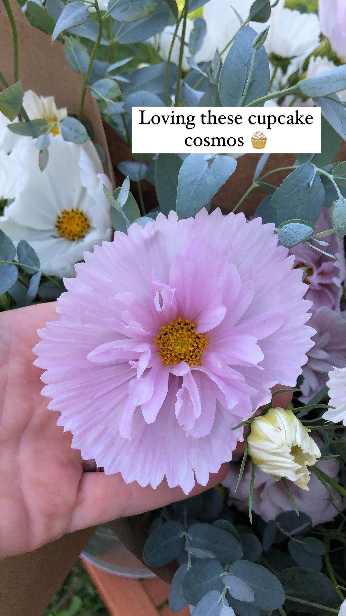 COSMOS bipinnatus Cupcakes