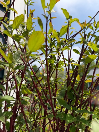 CORNUS alba Sibirica