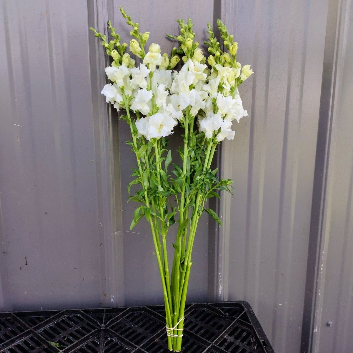 ANTIRRHINUM majus Chantilly