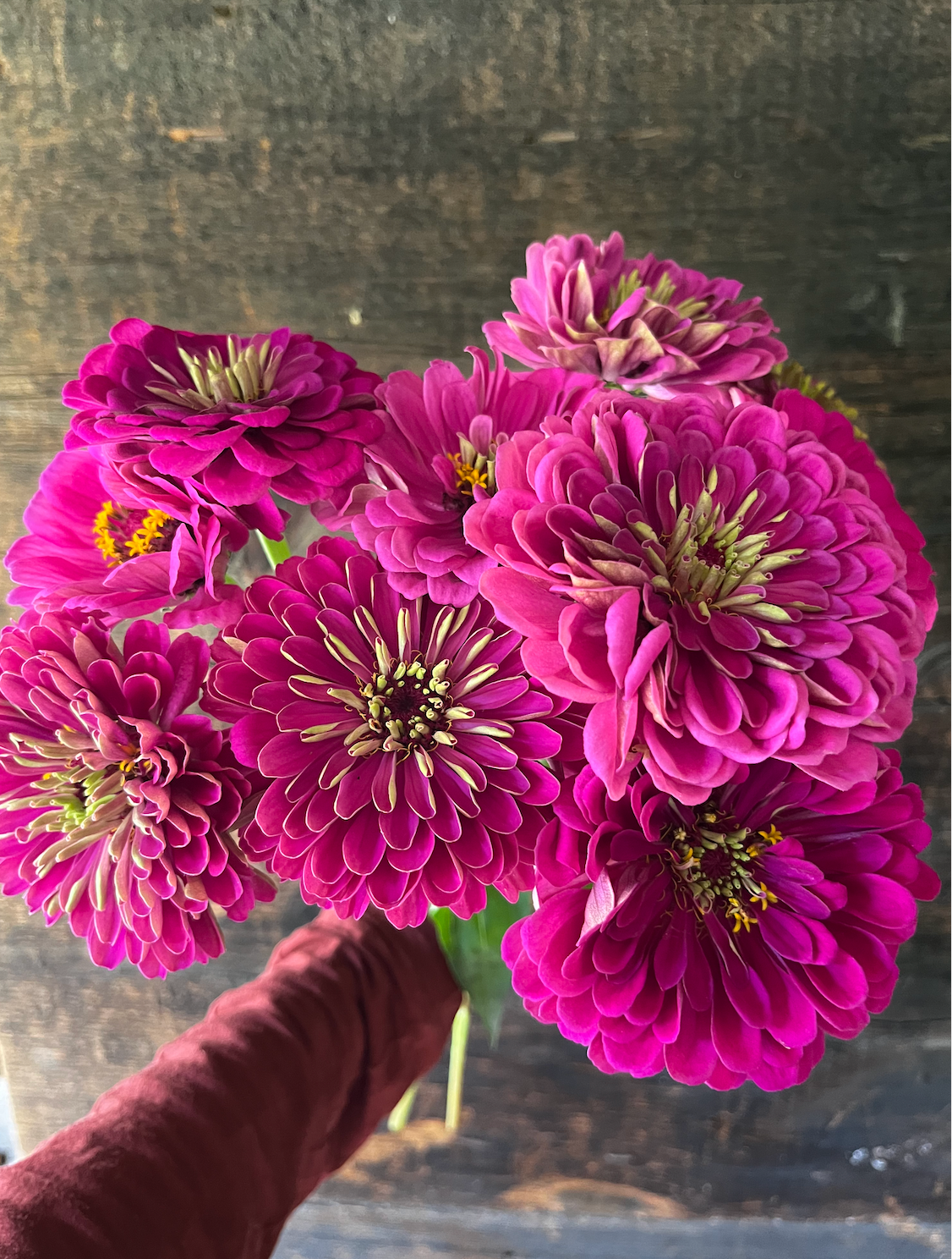 ZINNIA elegans Benarys Giant