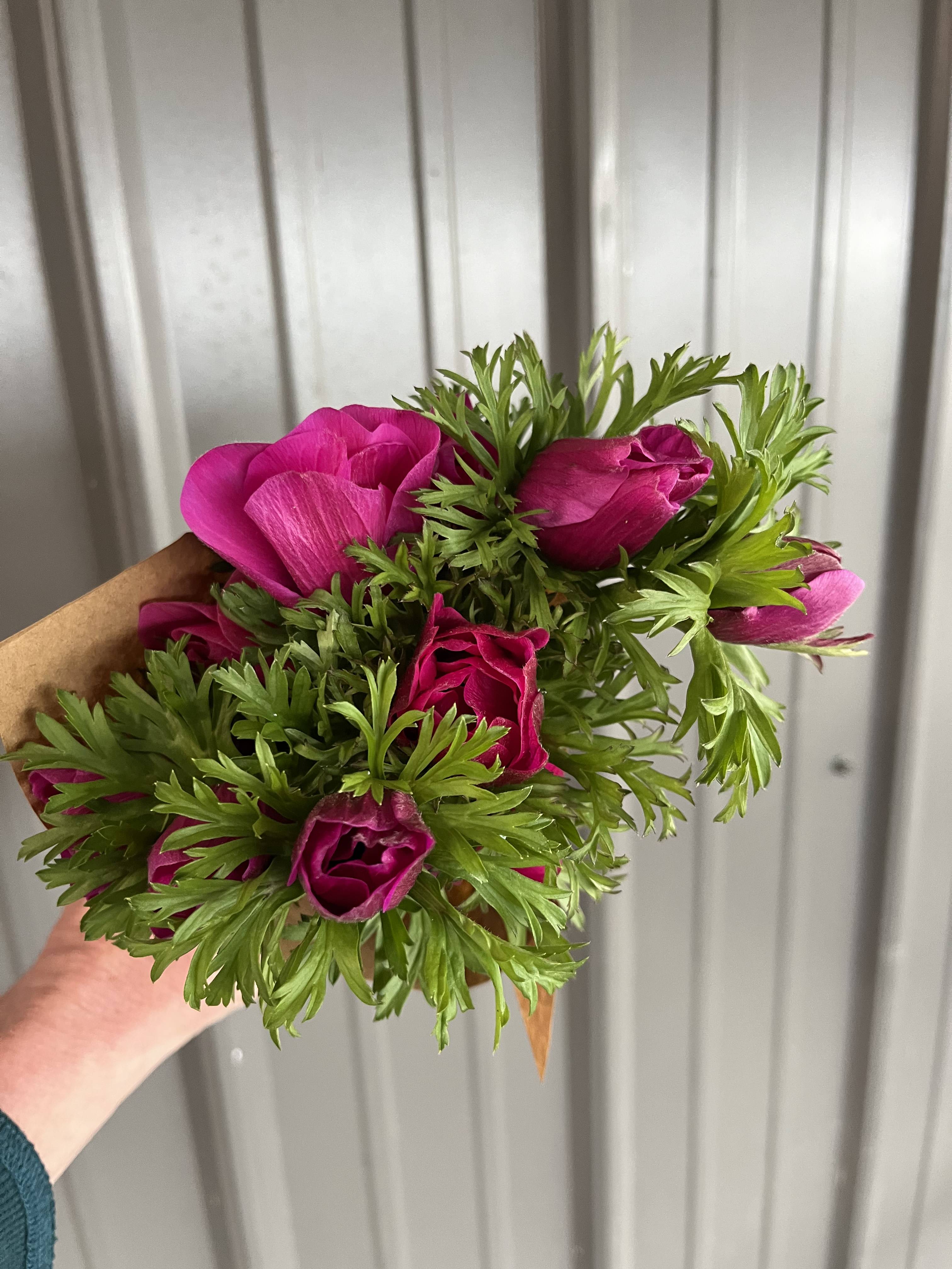ANEMONE coronaria Jerusalem