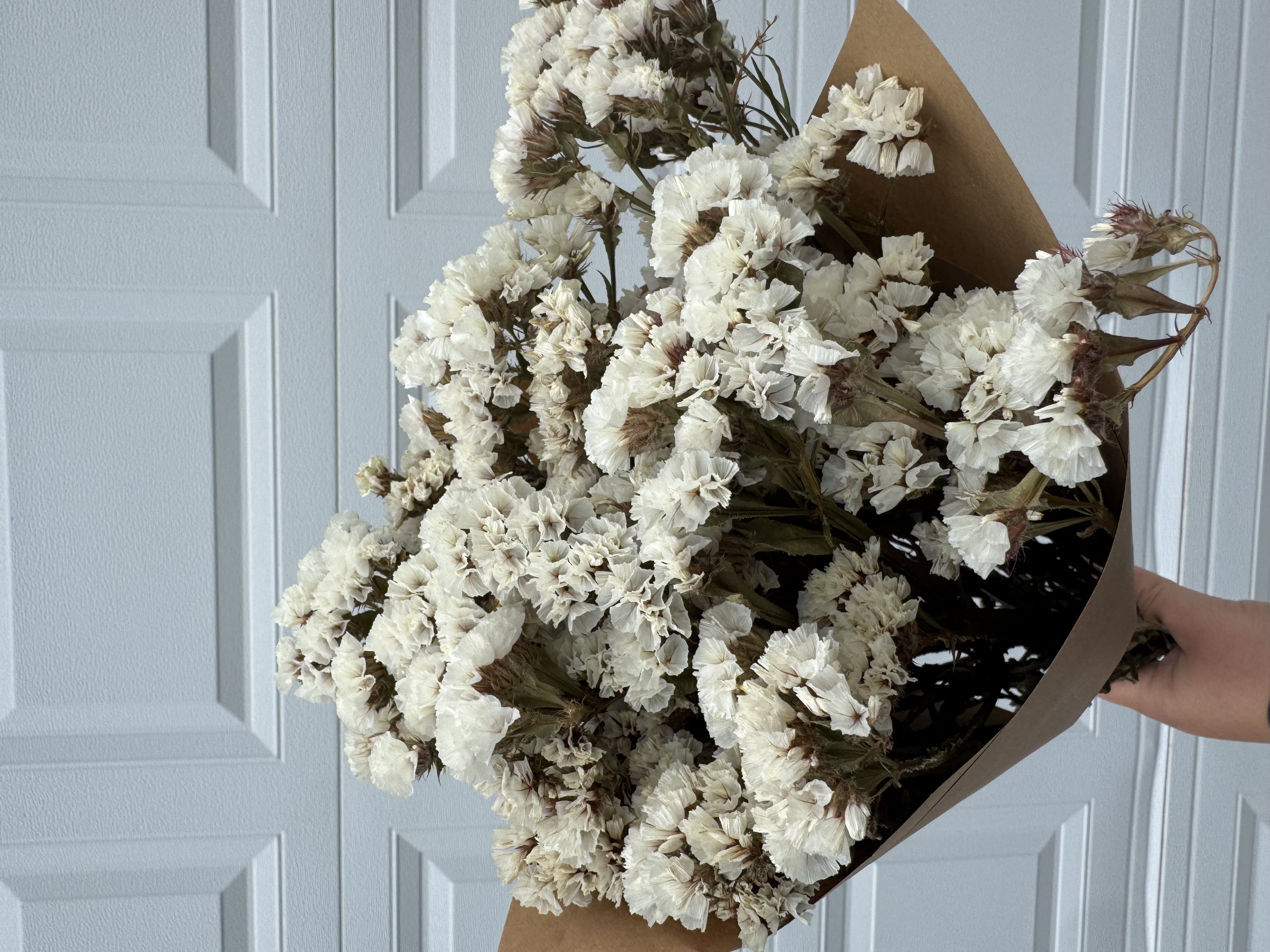 LIMONIUM sinuatum Forever Silver