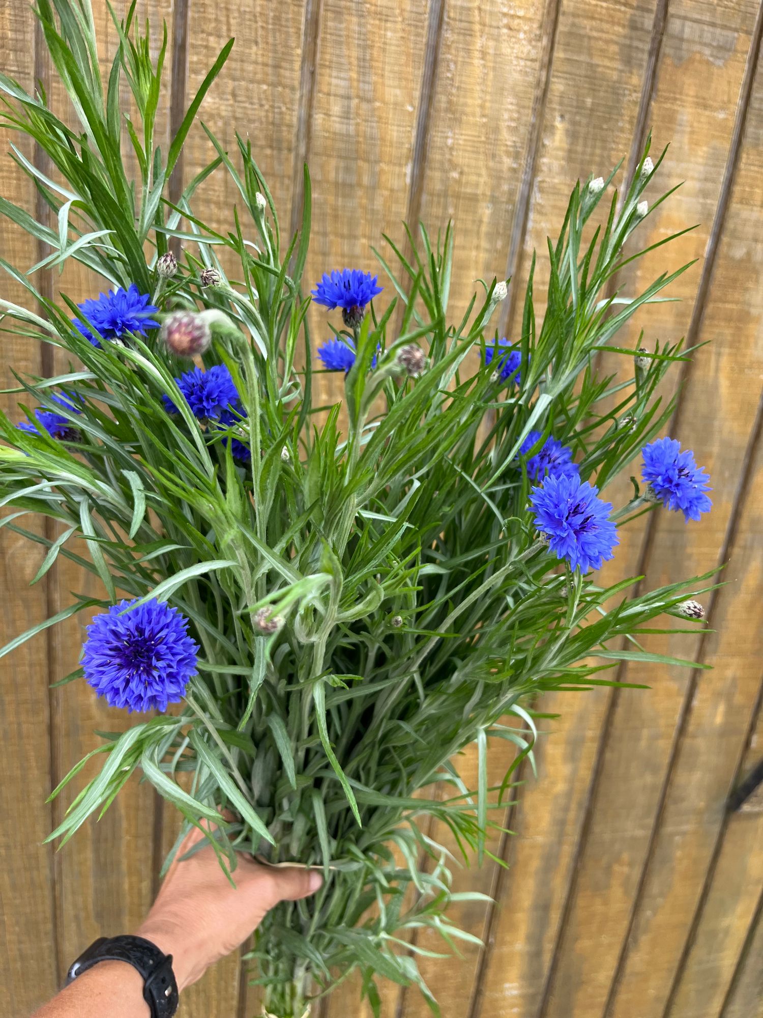 CENTAUREA cyanus Blue Boy