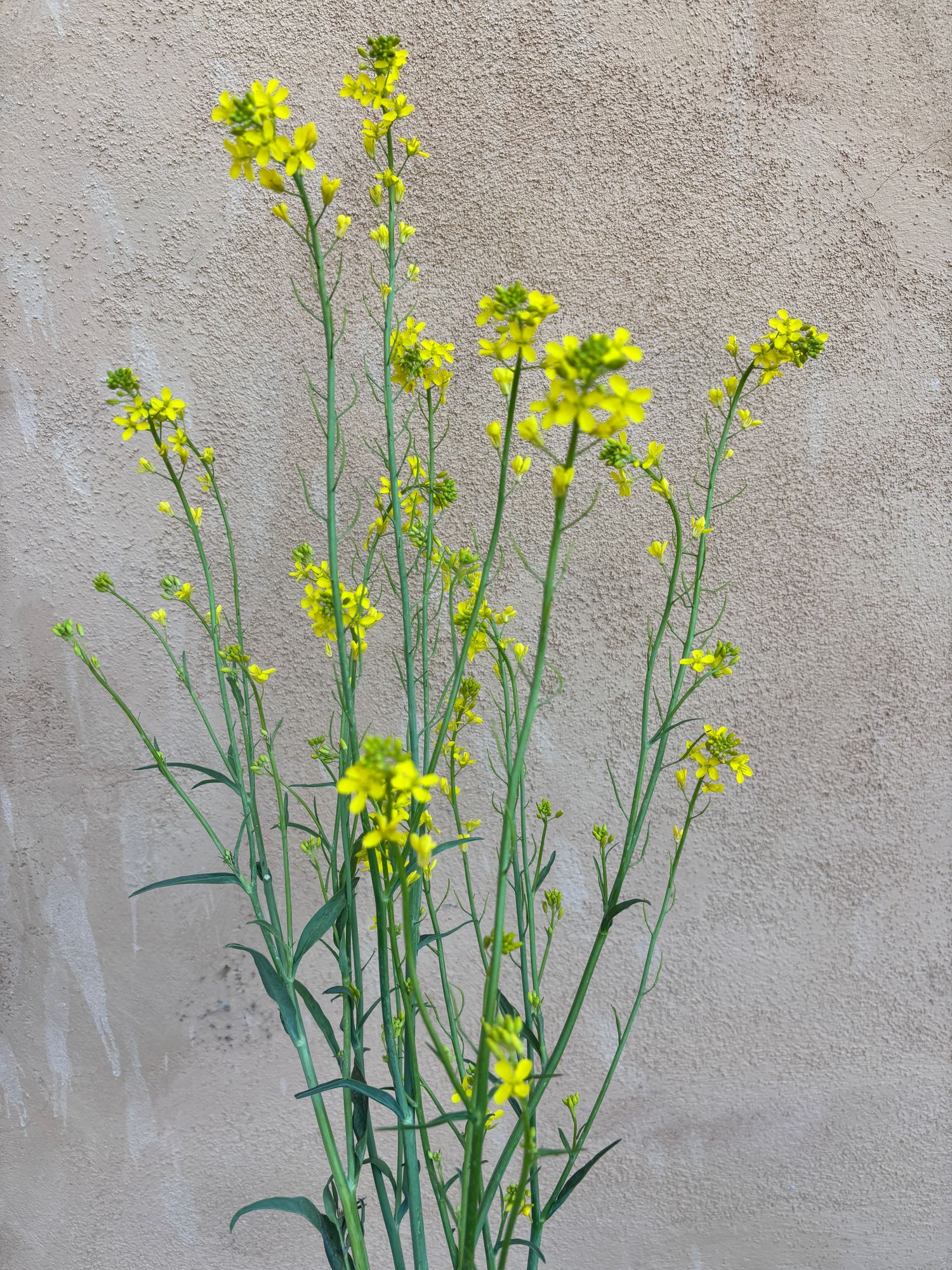 BRASSICA