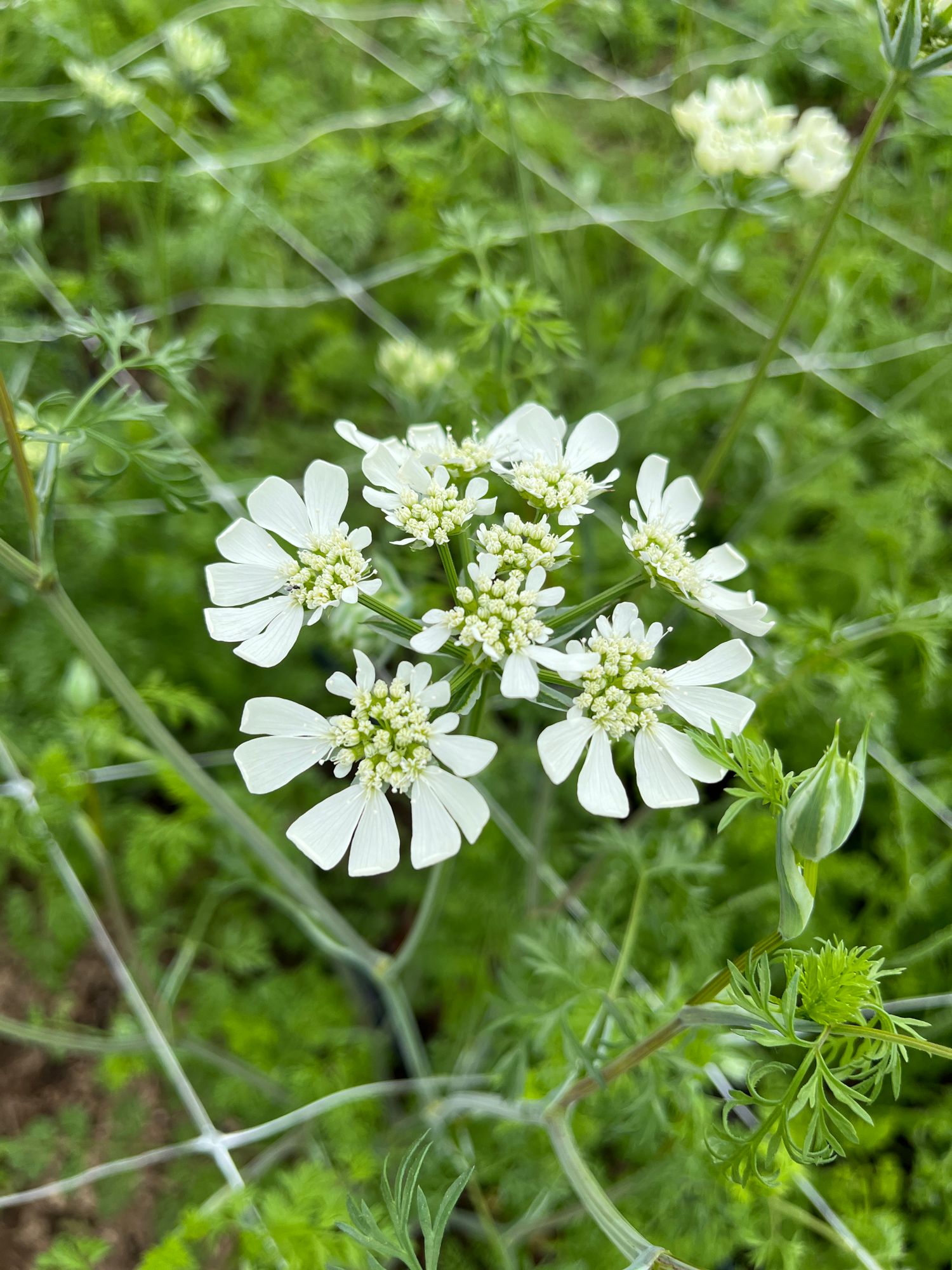 ORLAYA grandiflora