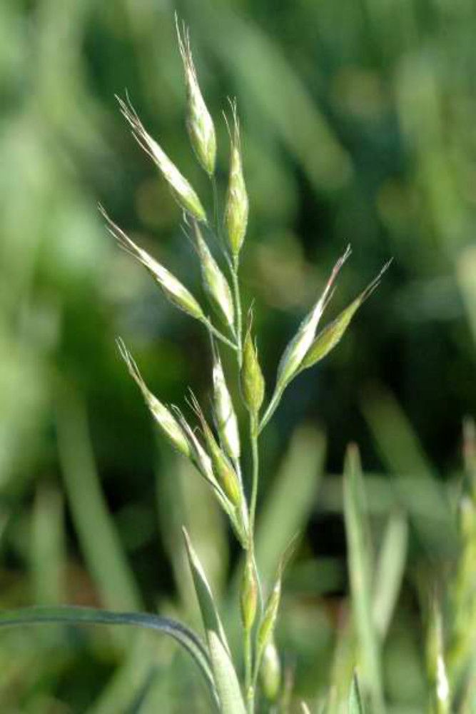 BROMUS hordeaceus