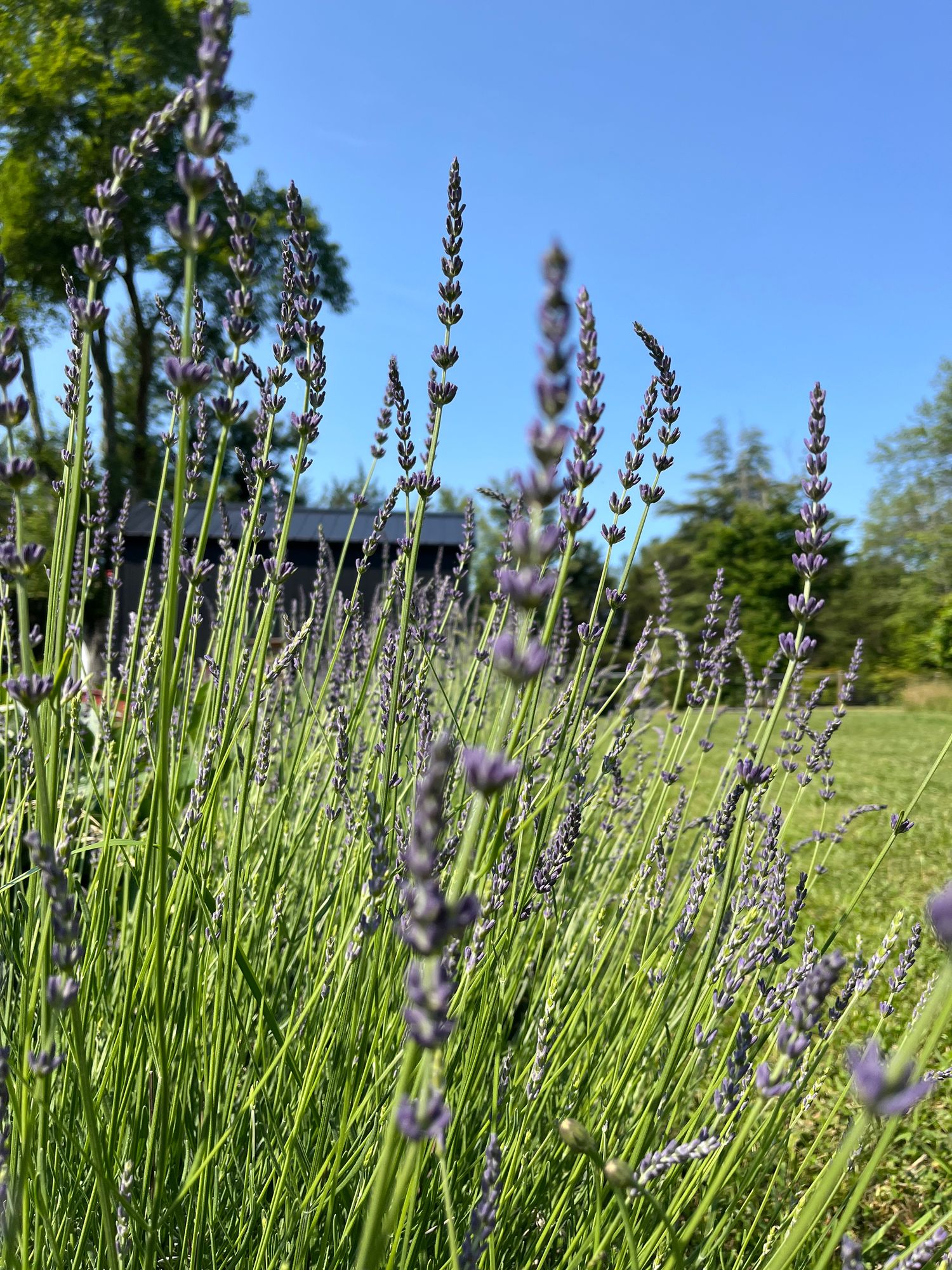 LAVANDULA