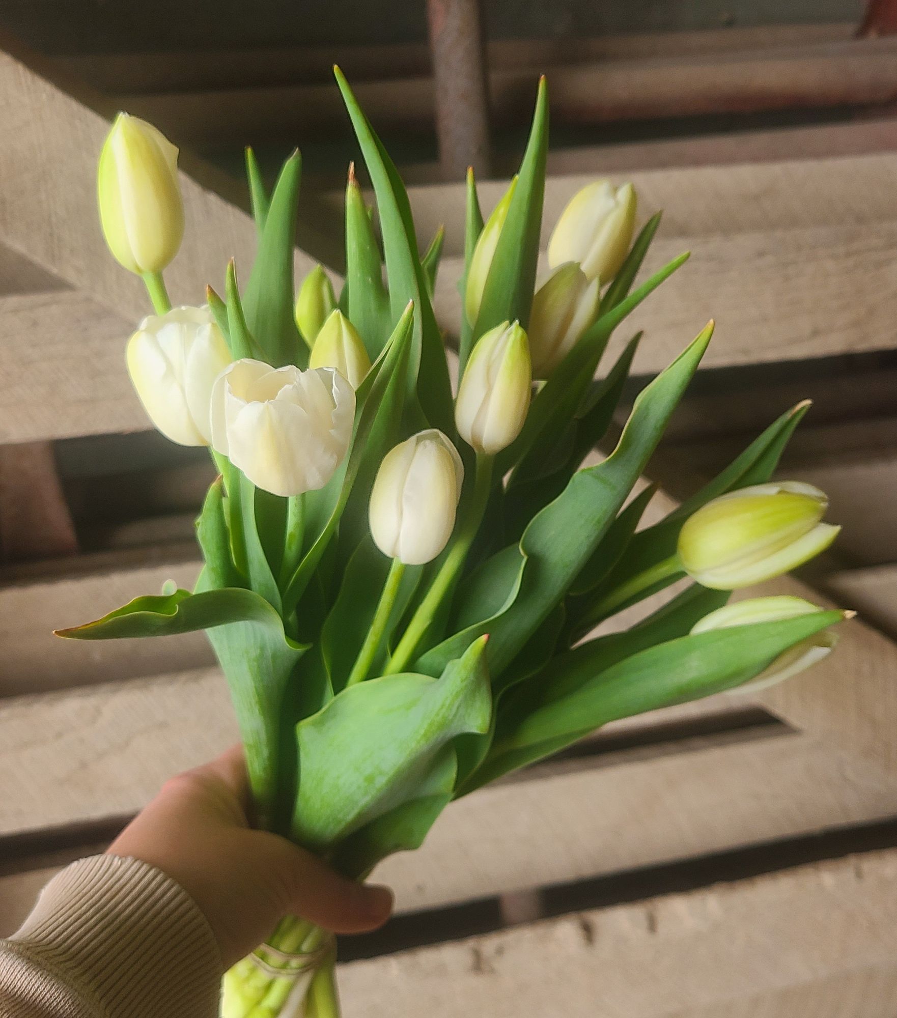 TULIPA Catherina