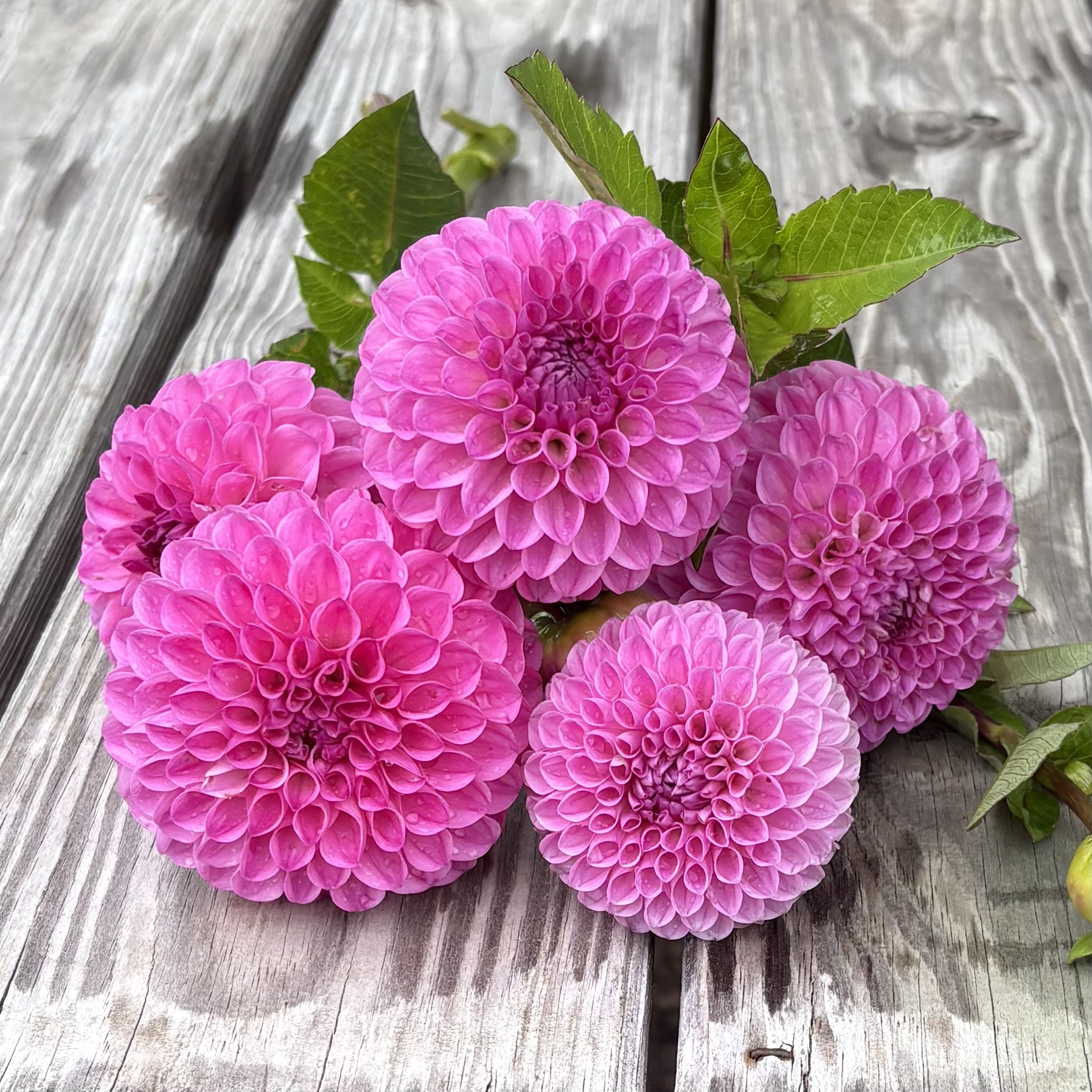 DAHLIA 20th Ave For Mom