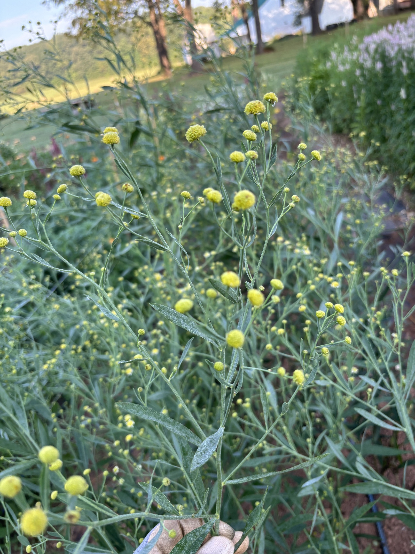 BOLTONIA asteroides Nally's Lime Dot