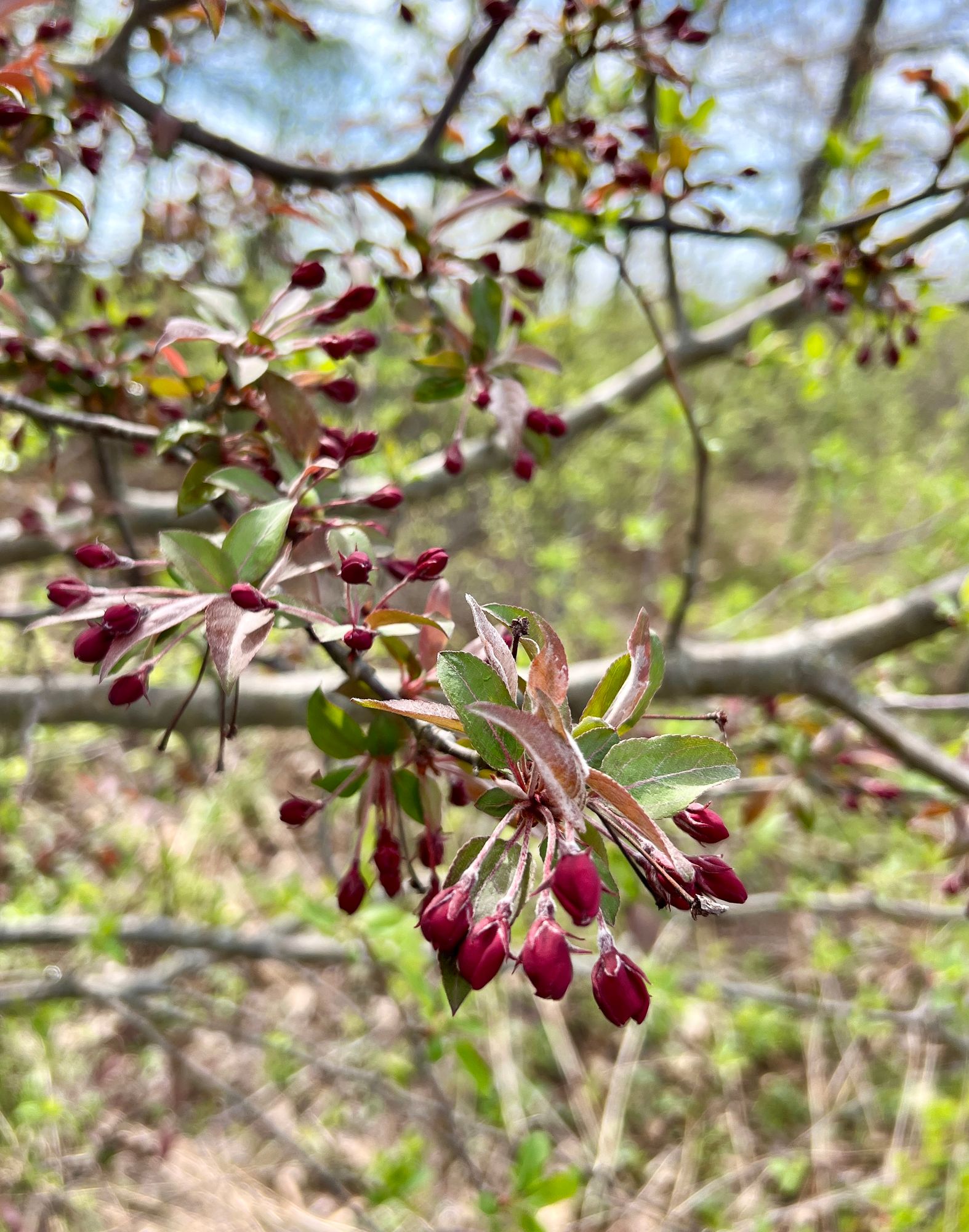 MALUS