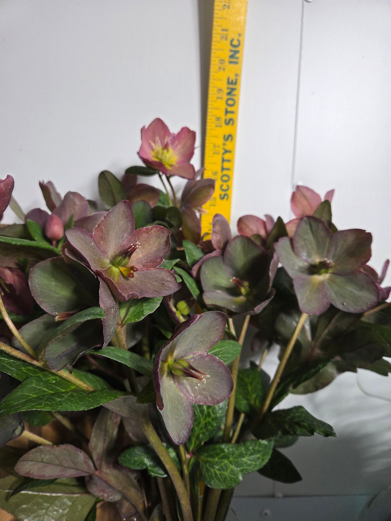 HELLEBORUS x glandorfensis Ice N' Roses Picotee