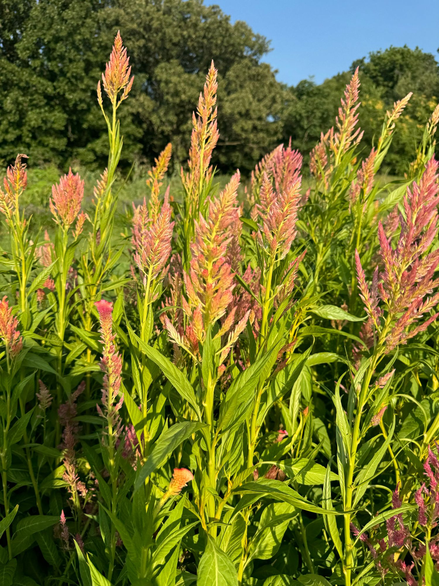 CELOSIA argentea var. plumosa