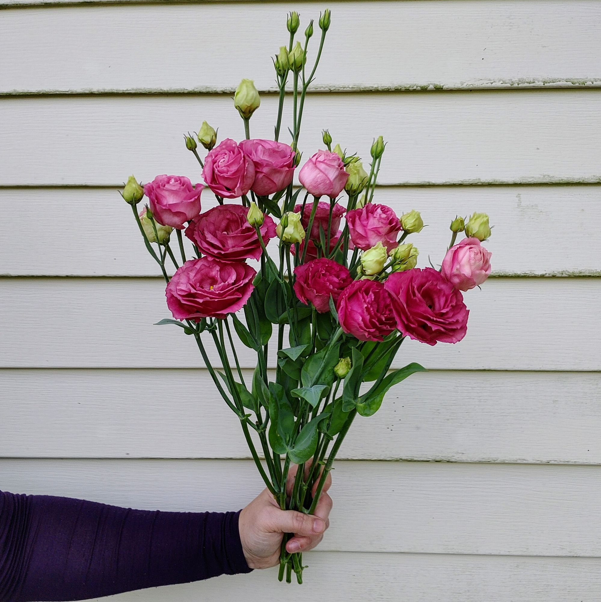 EUSTOMA grandiflorum Voyage