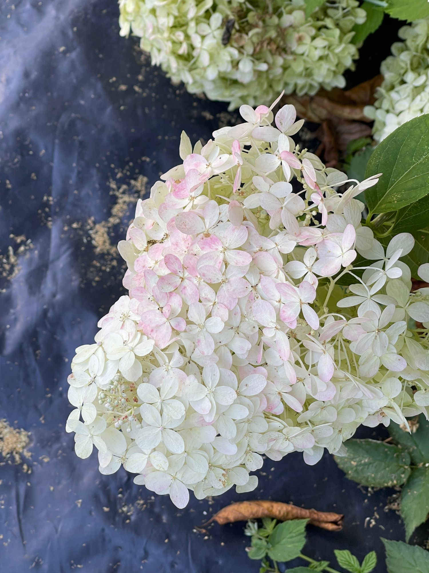 HYDRANGEA paniculata Limelight