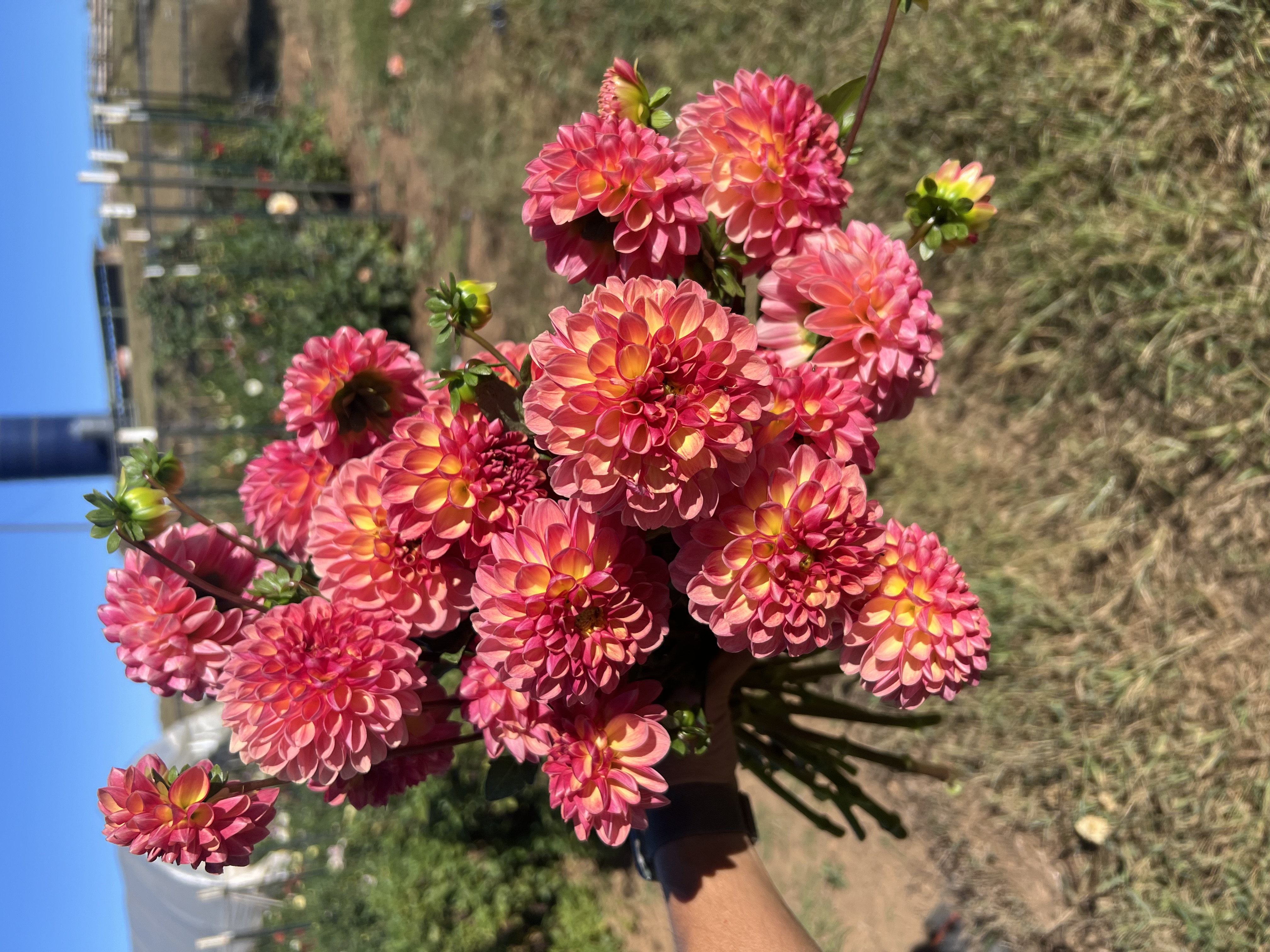 DAHLIA Ball