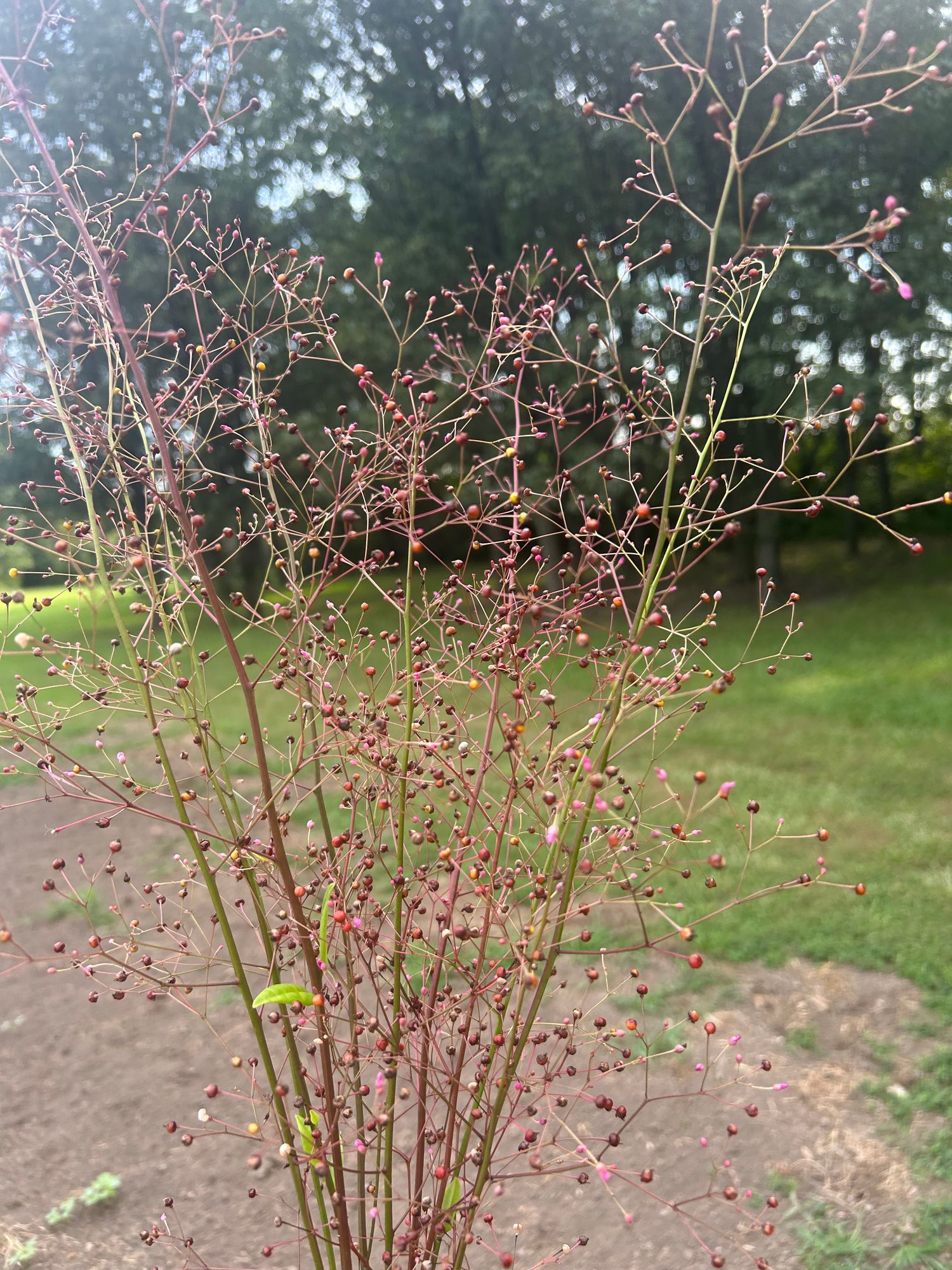 TALINUM paniculatum Limon
