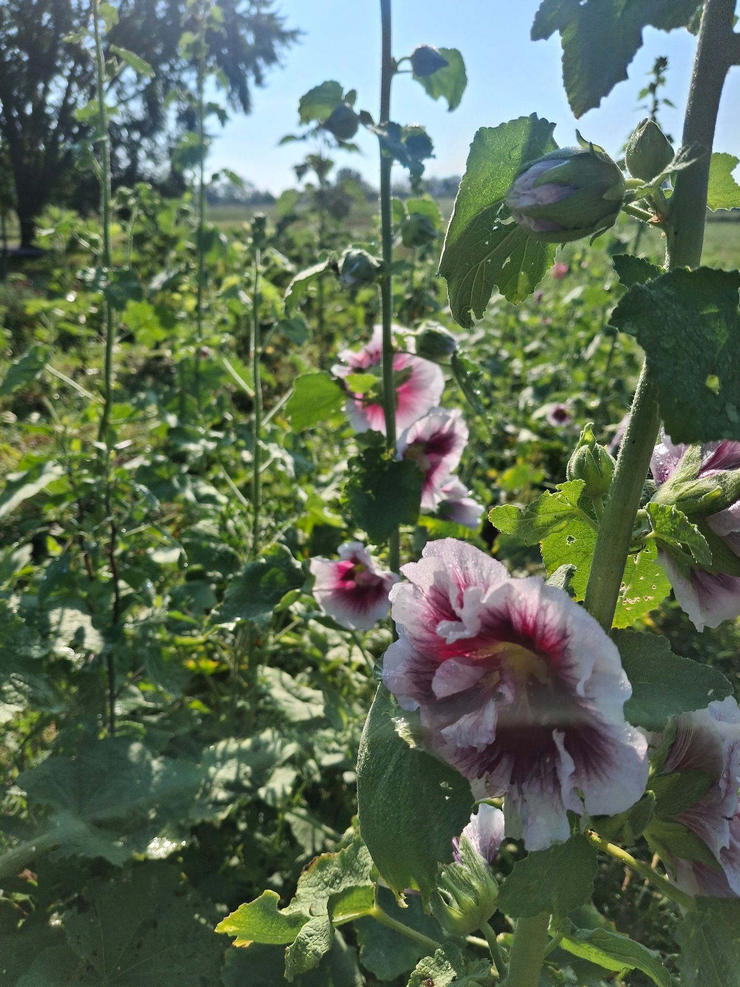 ALCEA (ALTHAEA) Ficifolia-Hybr.