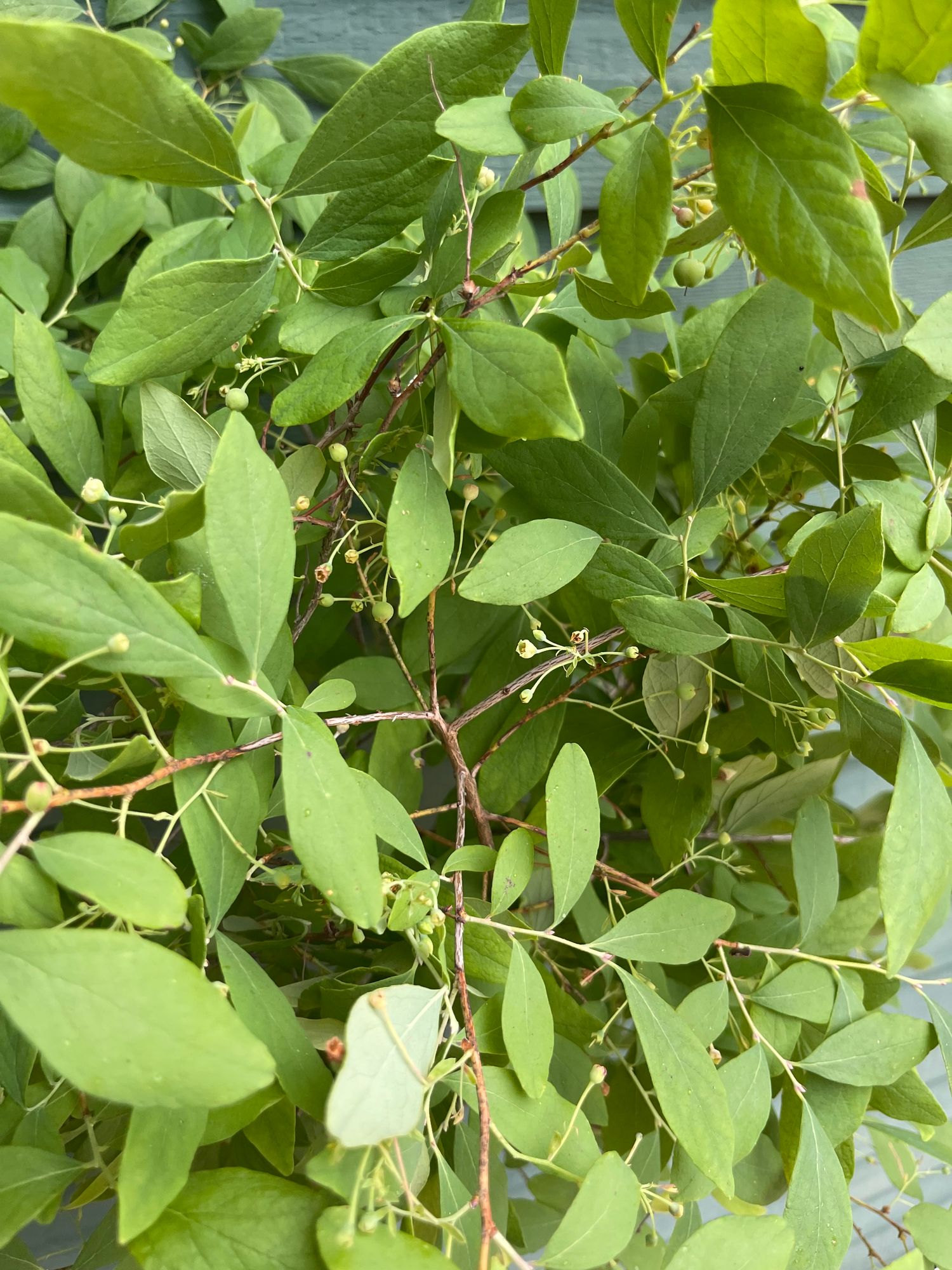 VACCINIUM corymbosum