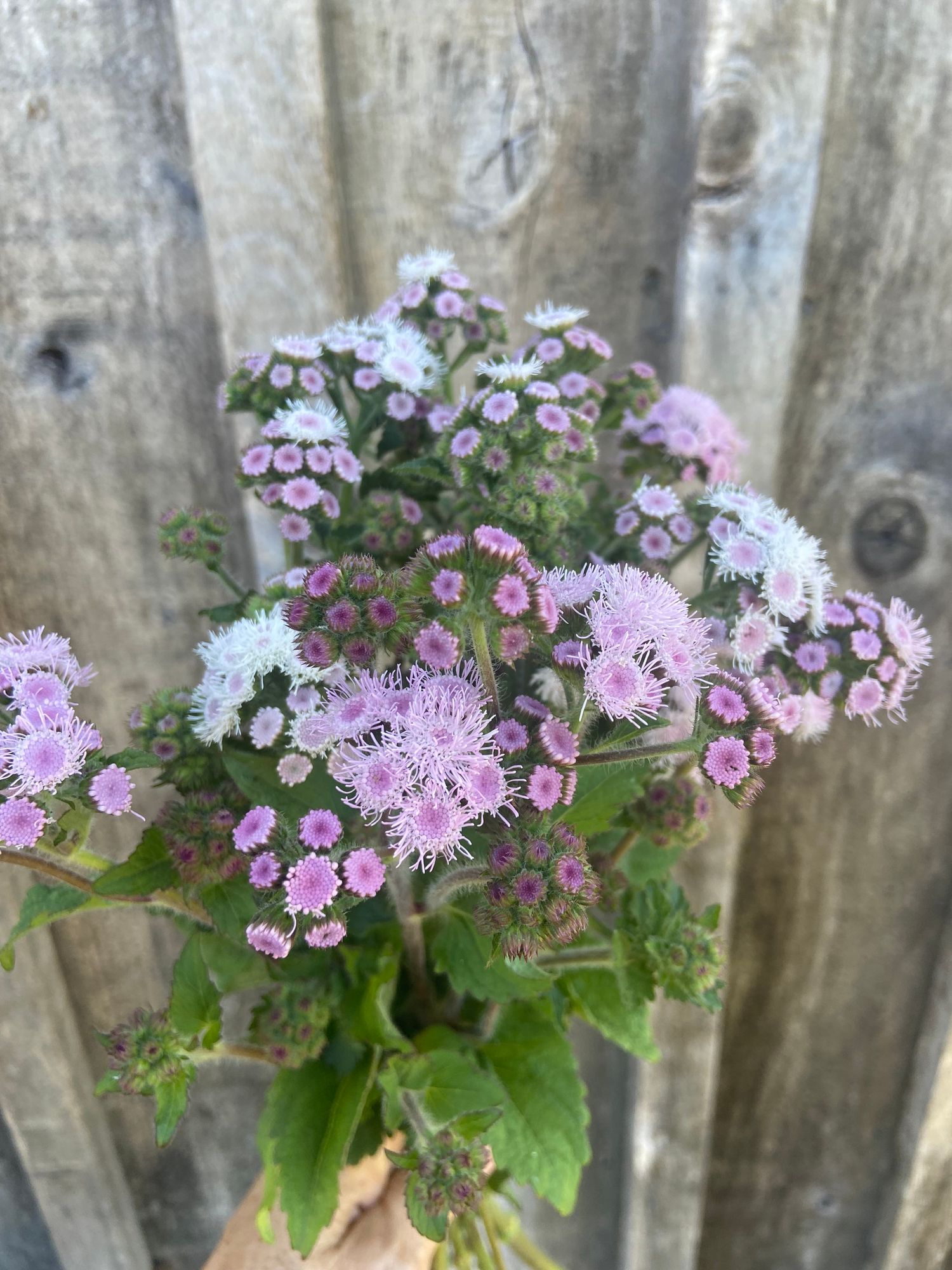 AGERATUM houstonianum Blue Horizon