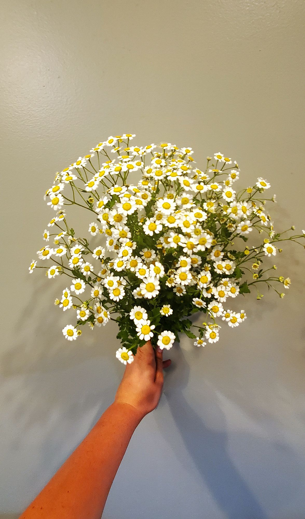 TANACETUM parthenium