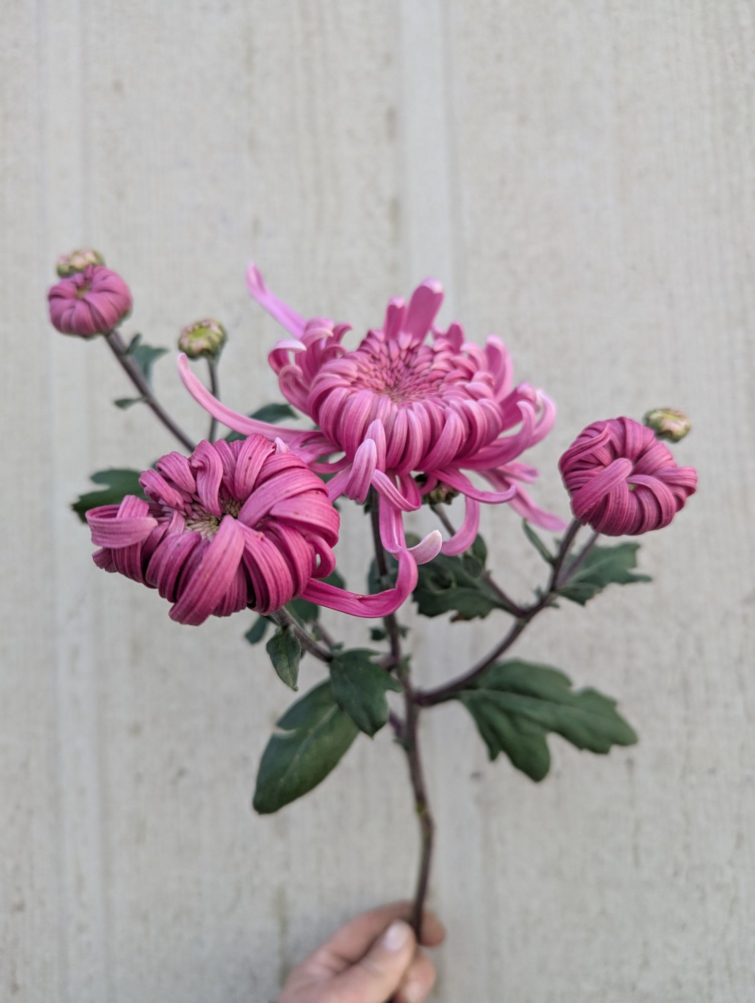 CHRYSANTHEMUM x Jefferson Park