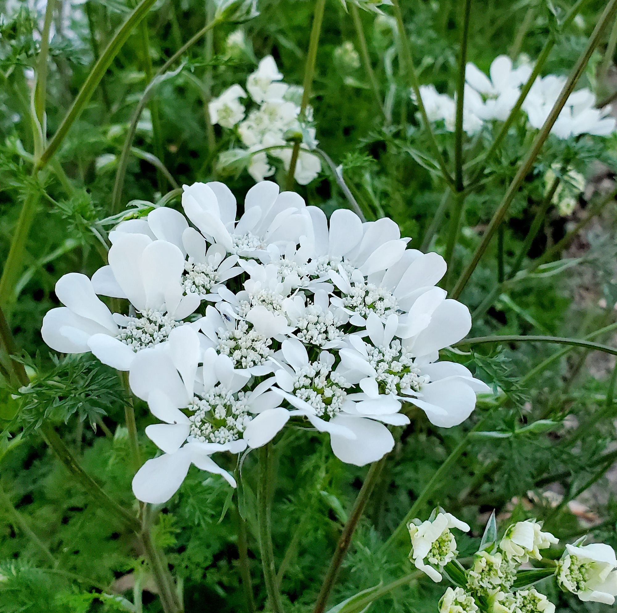 ORLAYA grandiflora
