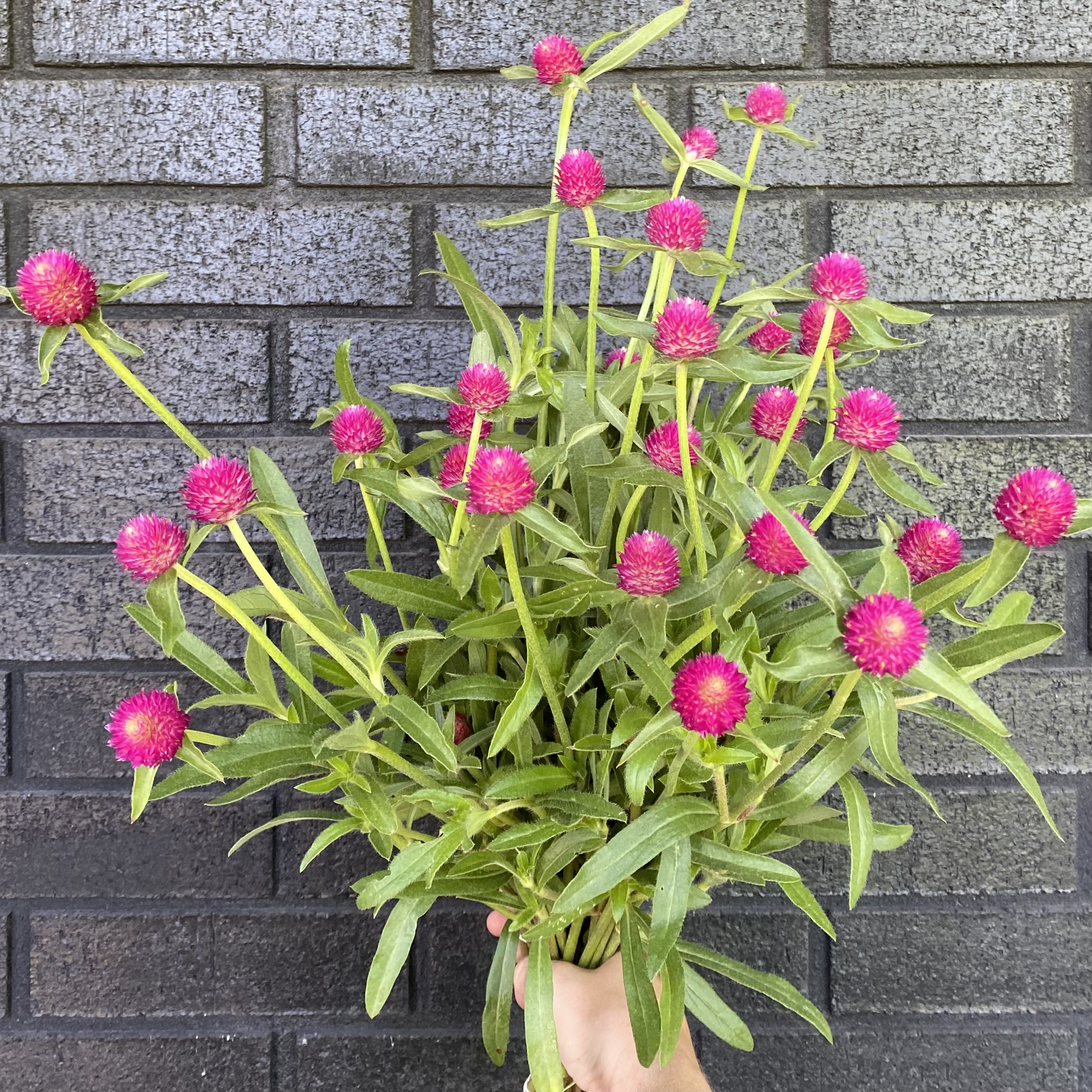 GOMPHRENA haageana QIS Carmine