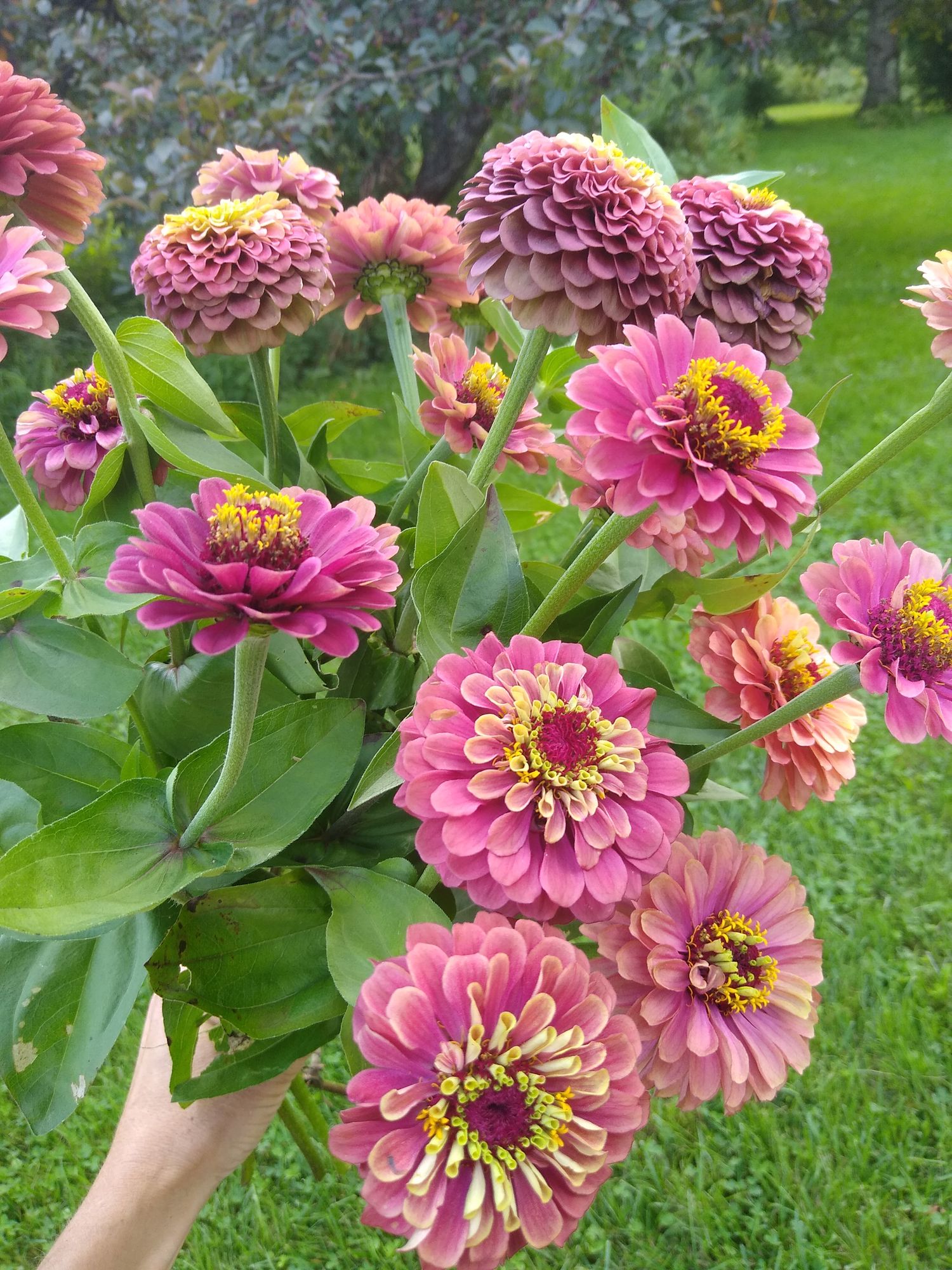 ZINNIA elegans Queen Lime Red