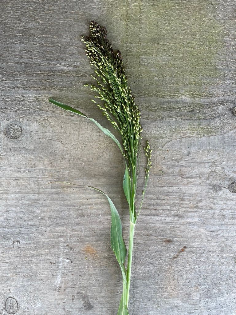PANICUM violaceum Green Drops