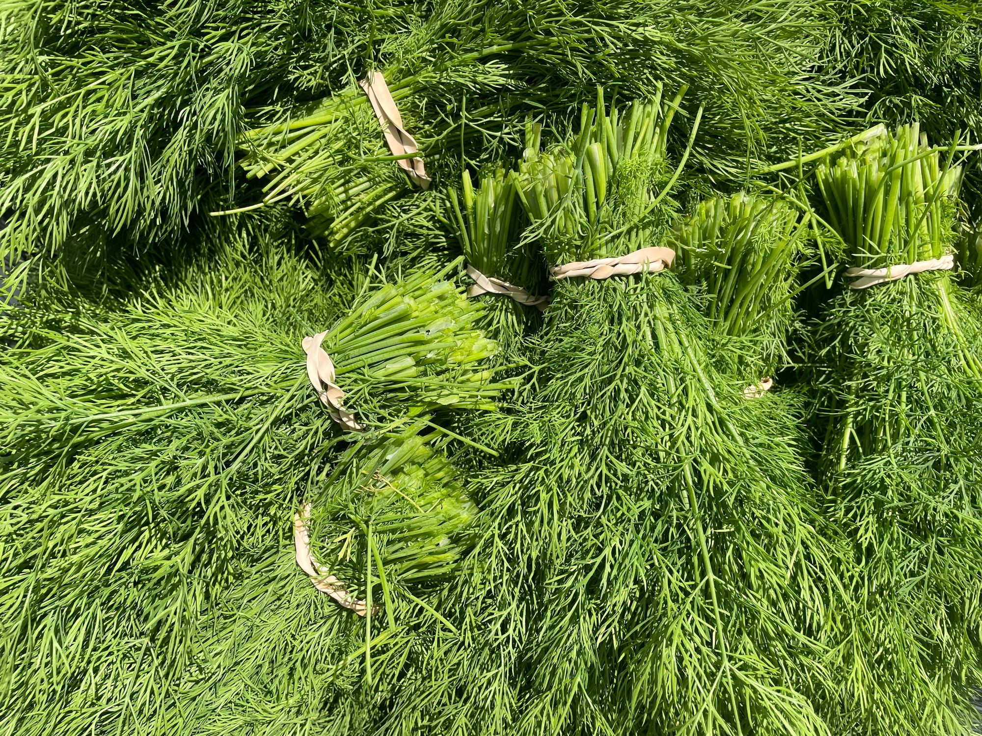 Dill, bunch