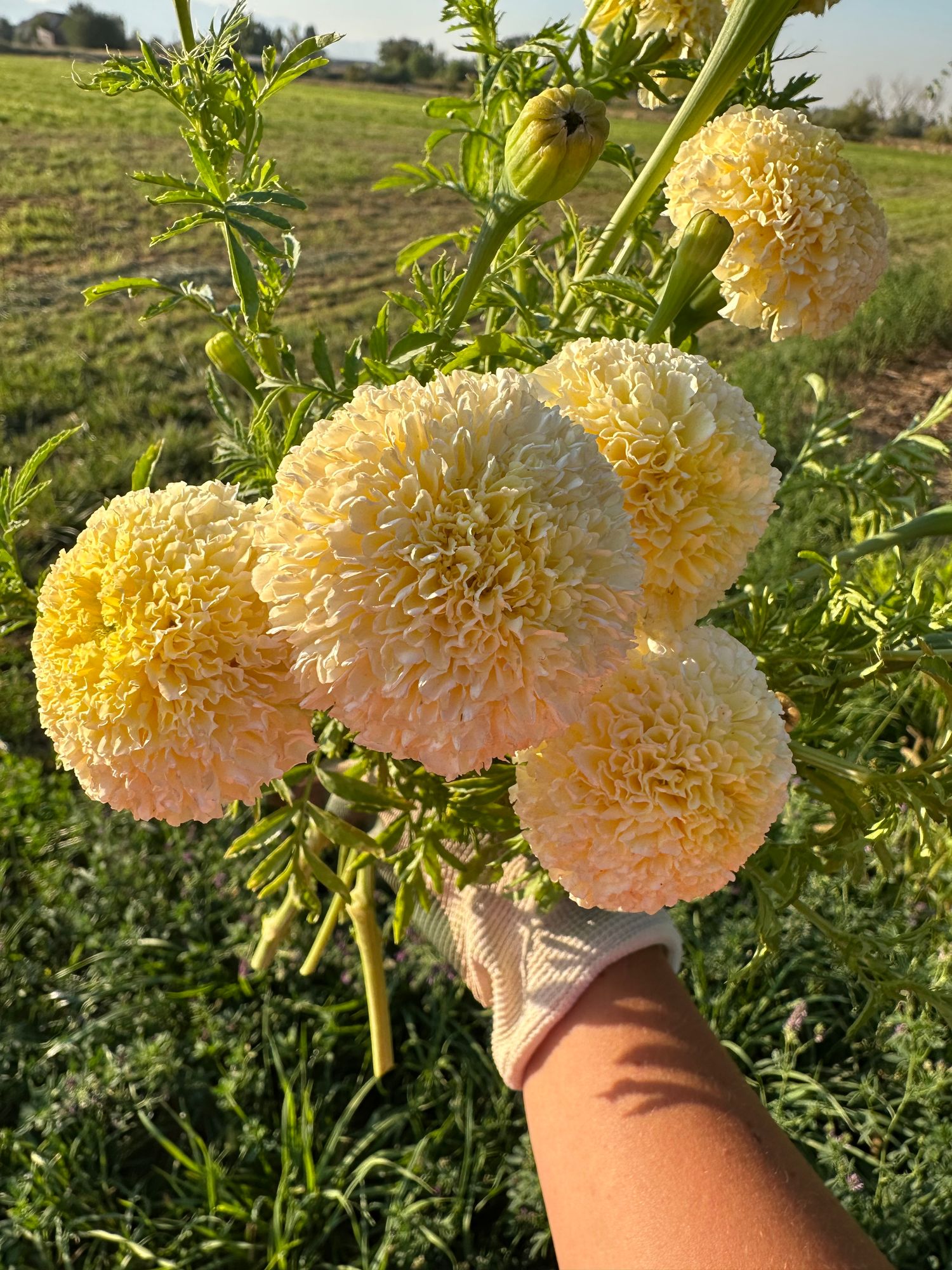 CALENDULA officinalis Pacific Cream Beauty
