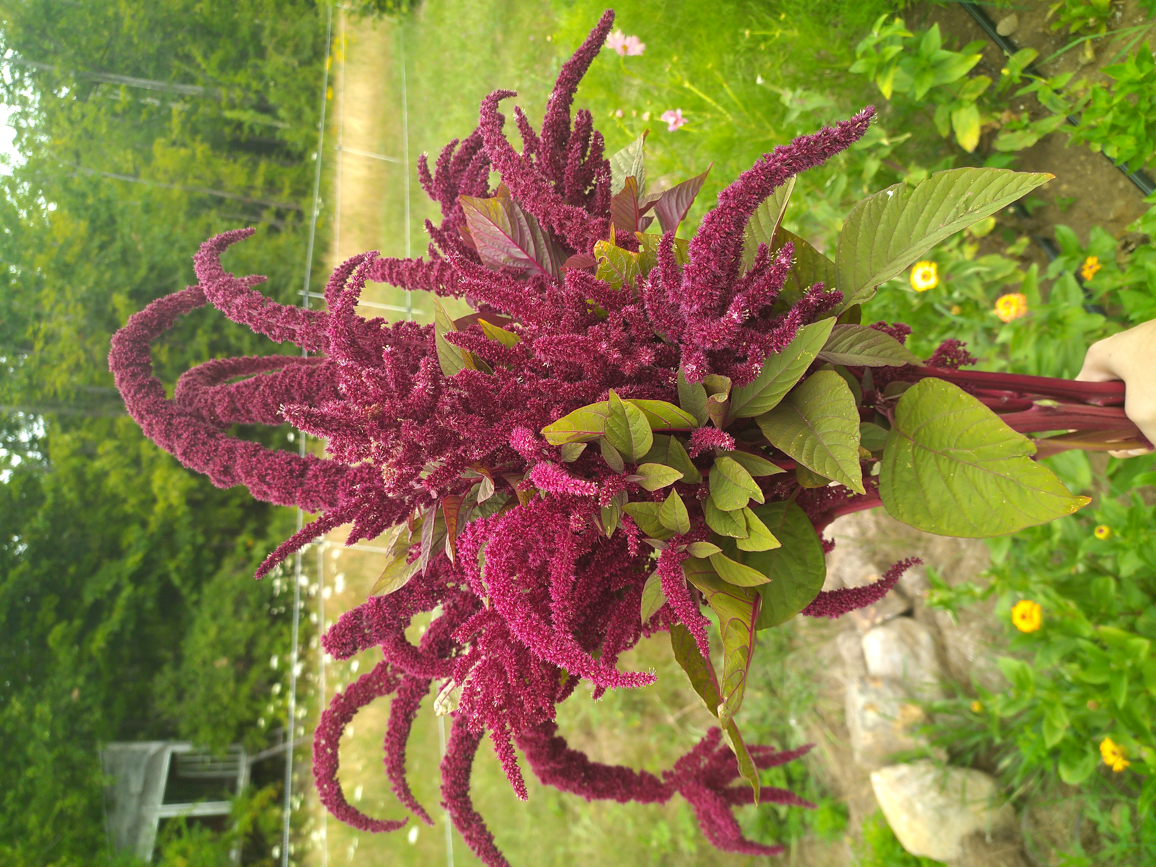AMARANTHUS