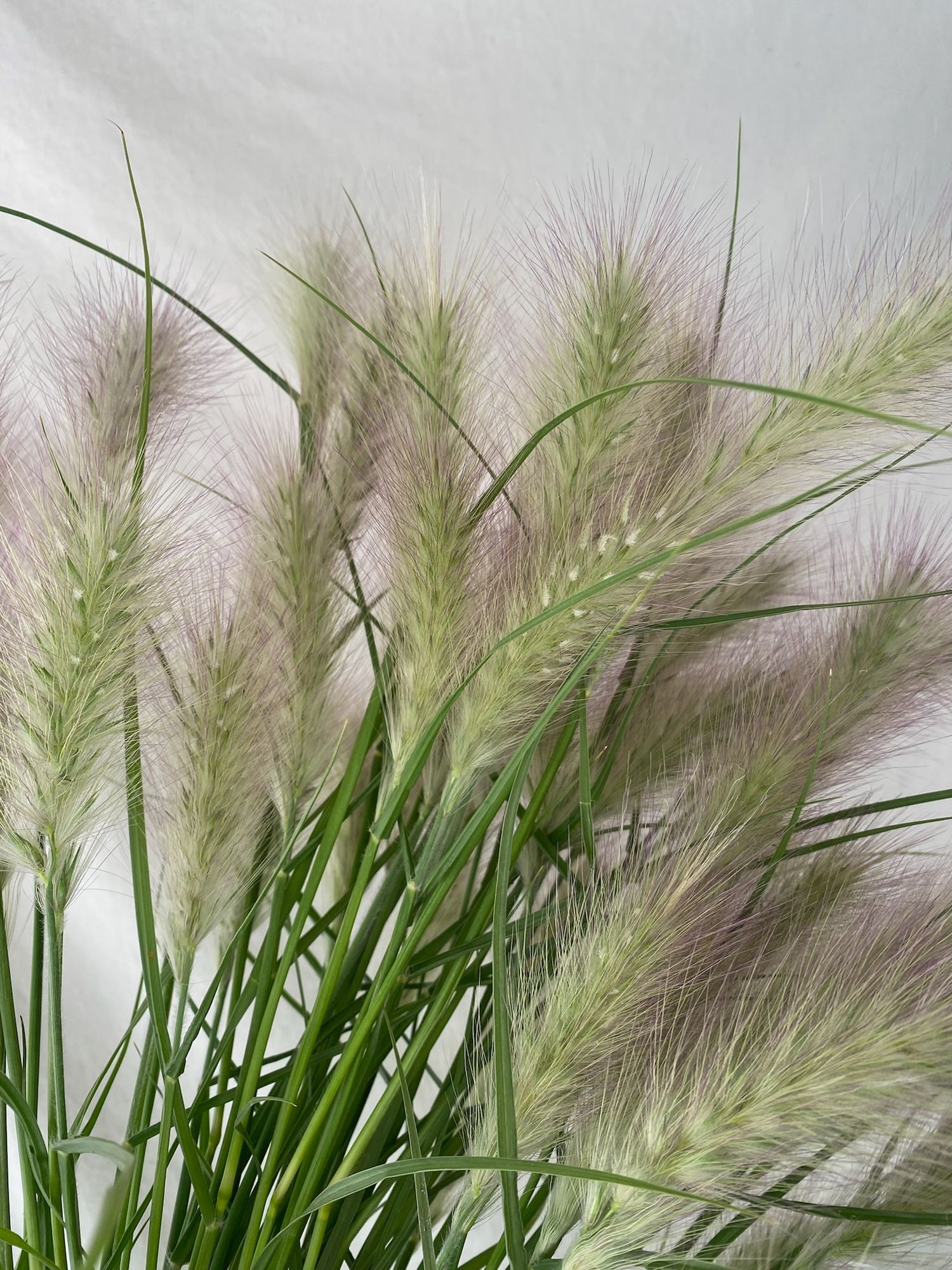 PENNISETUM villosum Feather Top