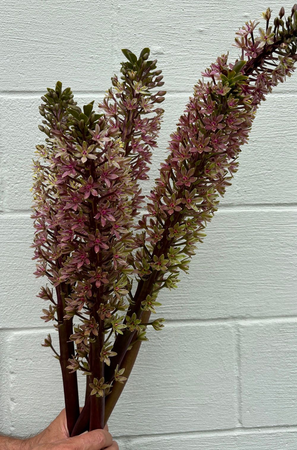 EUCOMIS