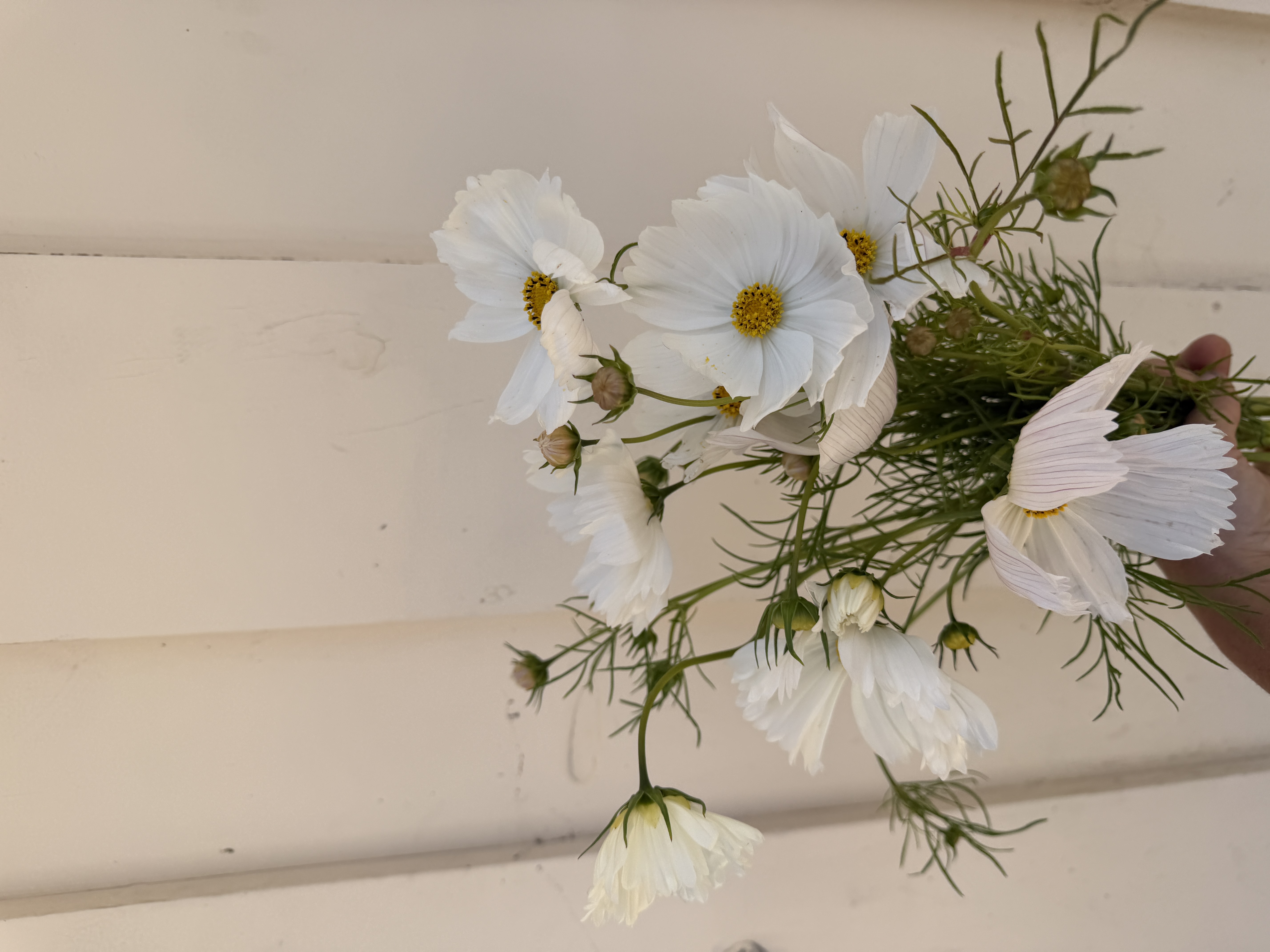 COSMOS bipinnatus Cupcakes