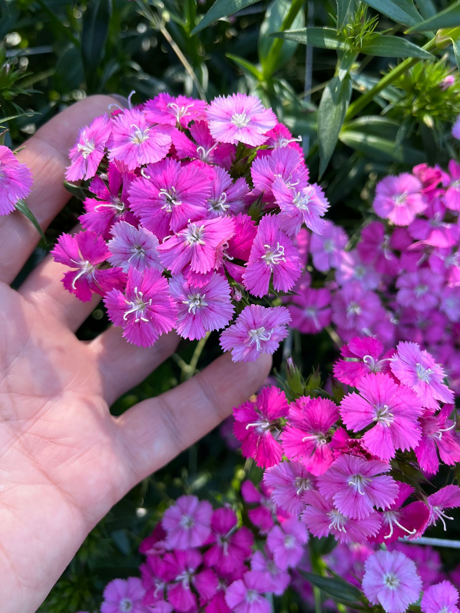 DIANTHUS barbatus Amazon