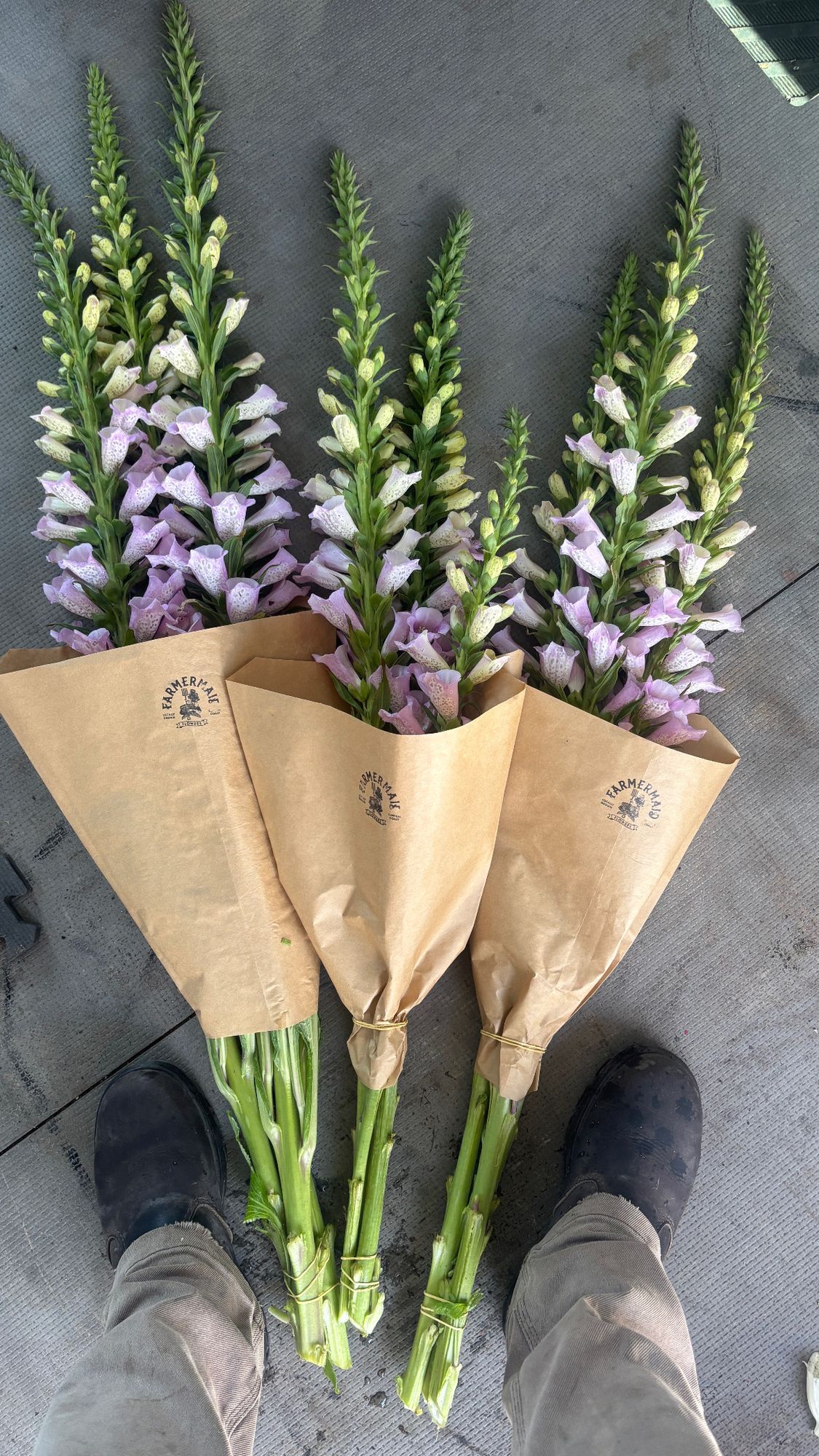 DIGITALIS purpurea Camelot