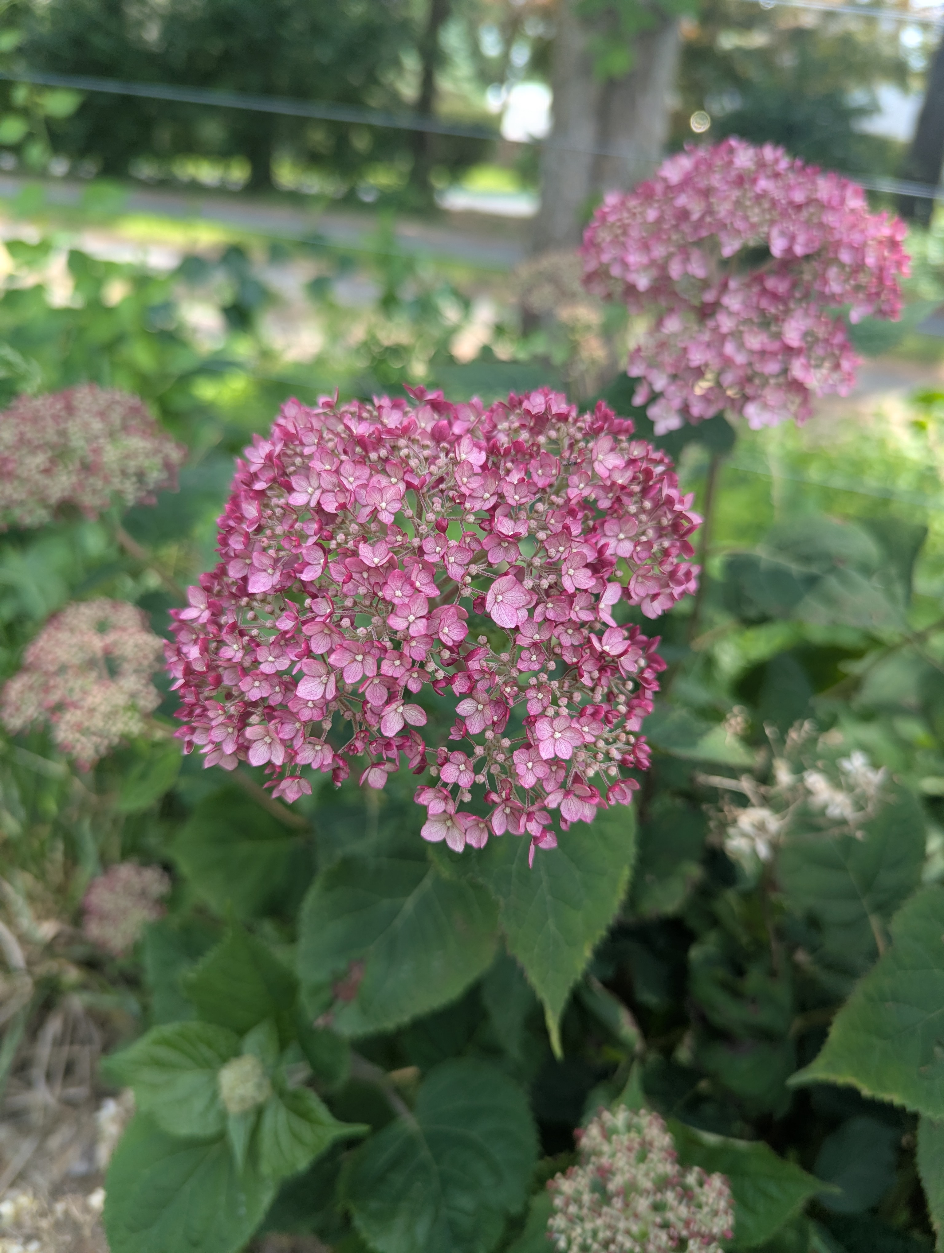 HYDRANGEA arborescens Invincibelle Mini Mauvette