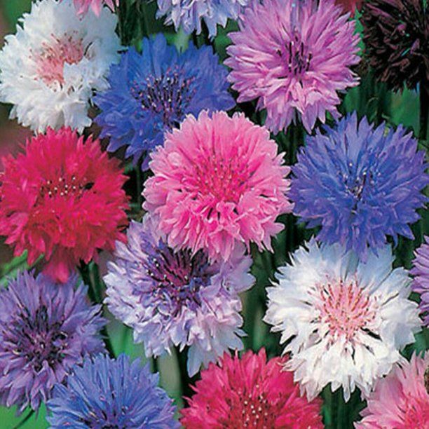 CENTAUREA cyanus Choice Mix