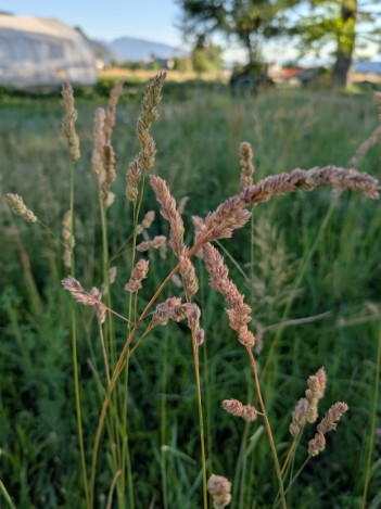 ORNAMENTAL GRASS