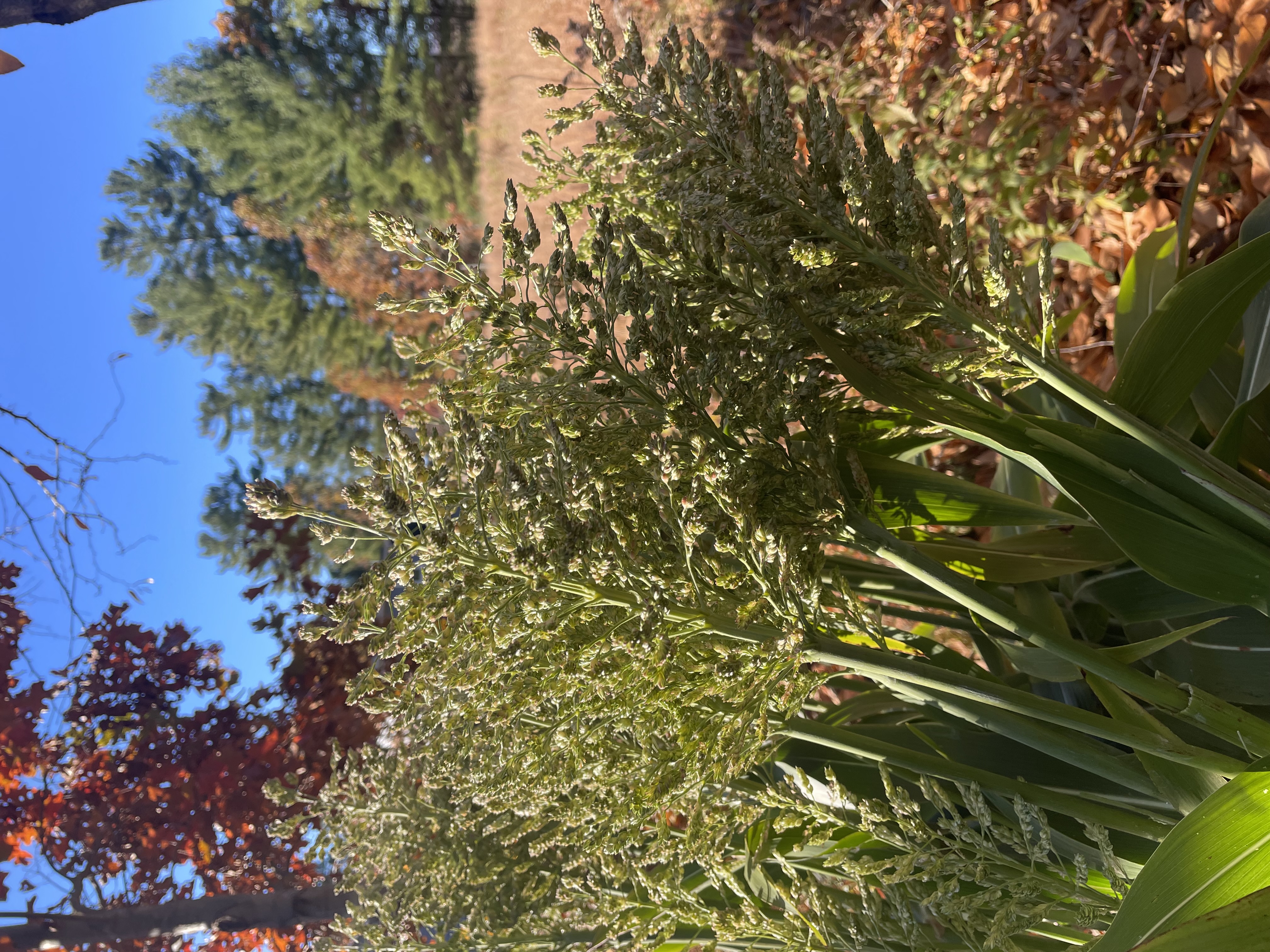 SORGHUM bicolor