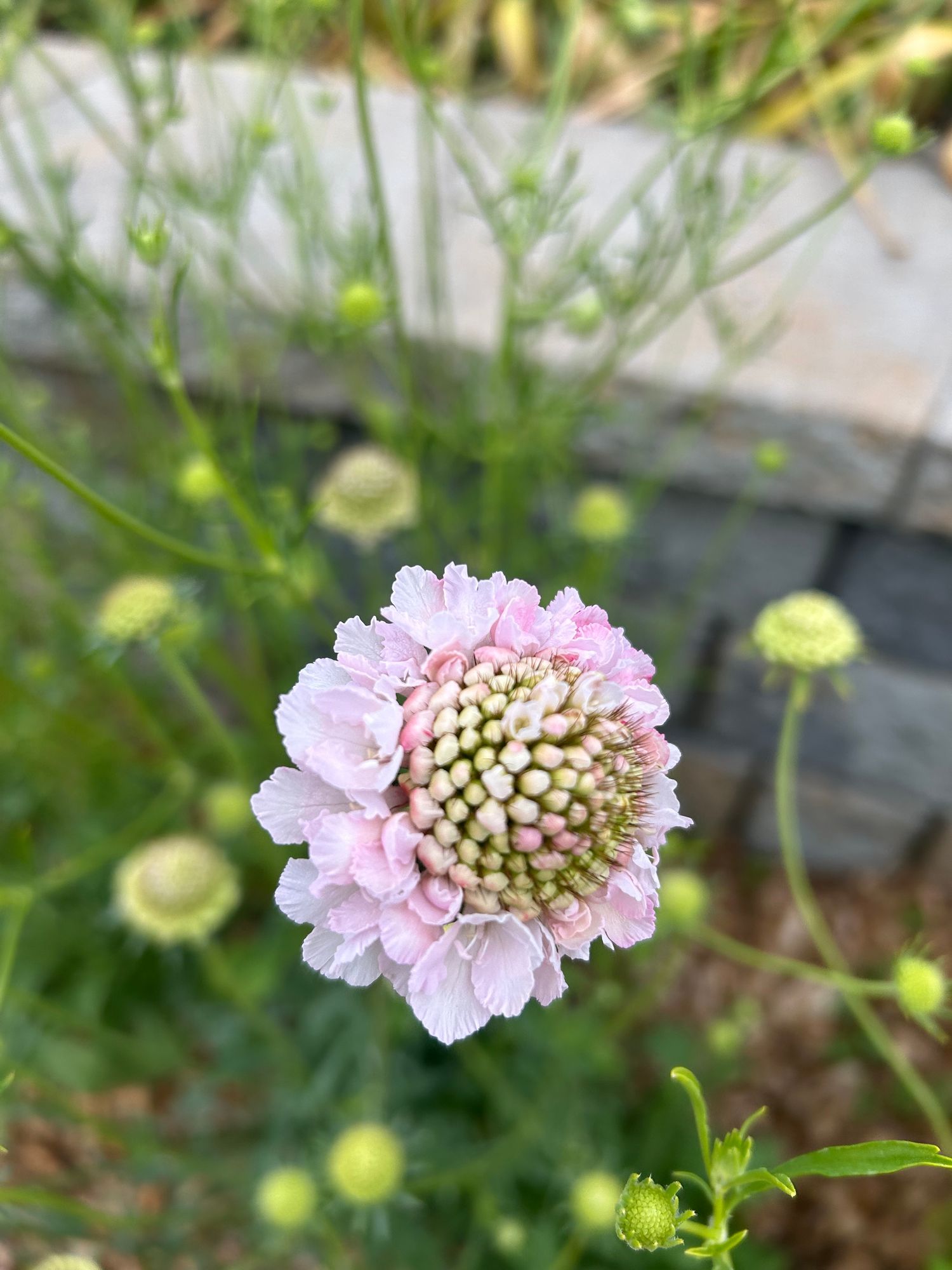 SCABIOSA atropurpurea x caucasica Bon Bon Scoop