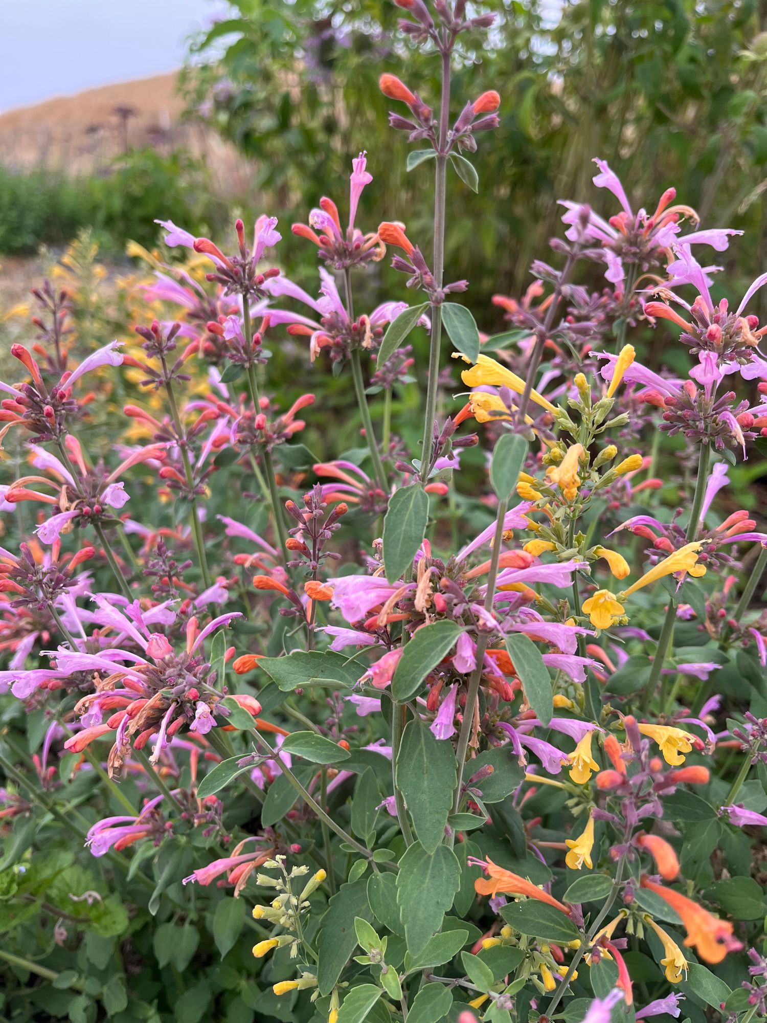 AGASTACHE aurantiaca