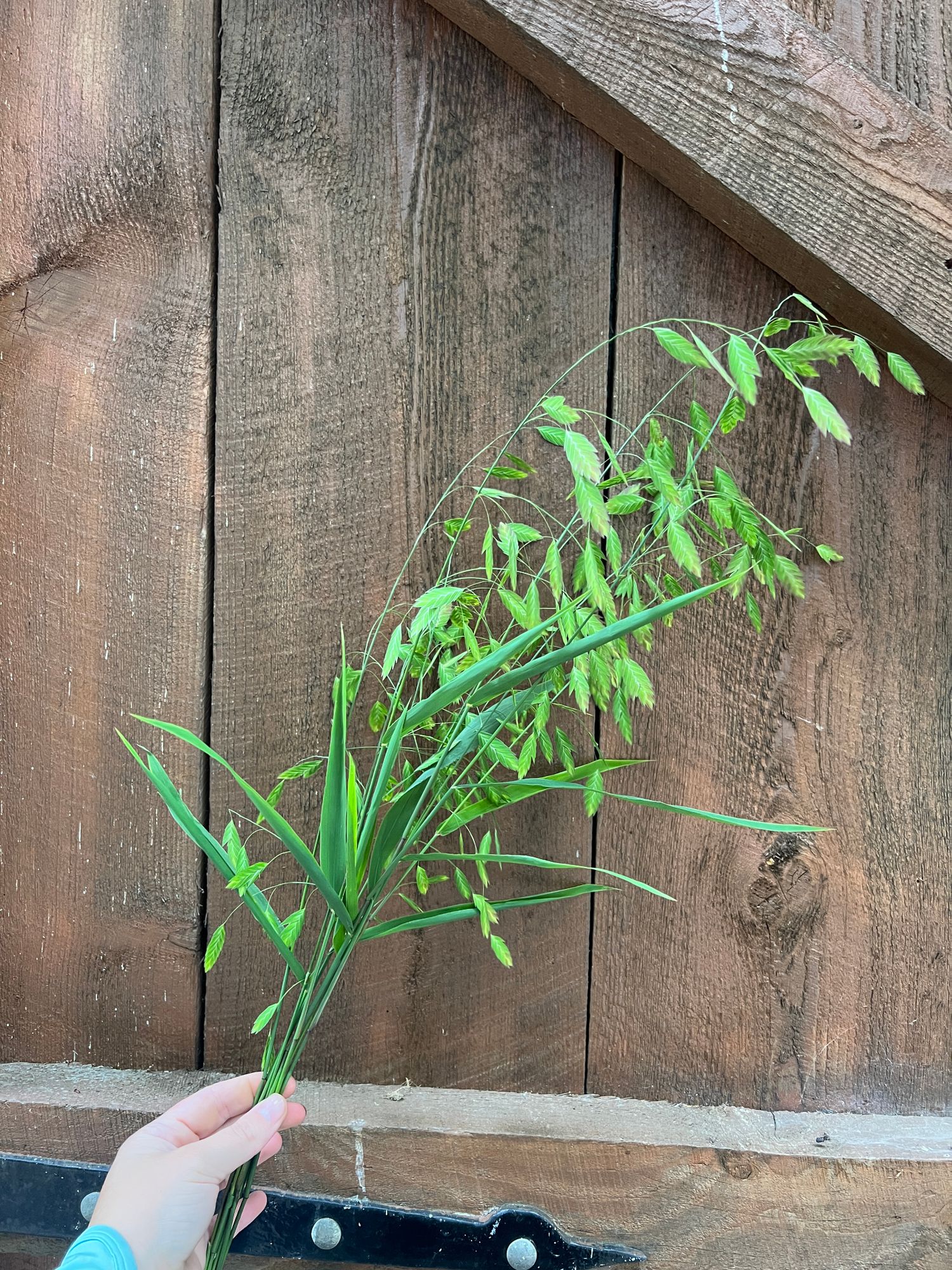 CHASMANTHIUM latifolium