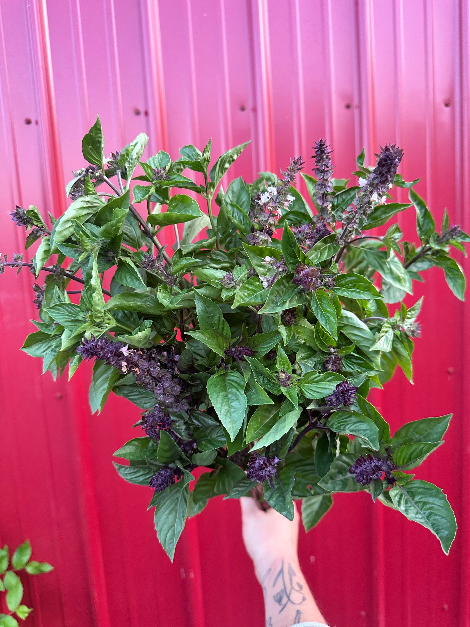 OCIMUM basilicum Cinnamon