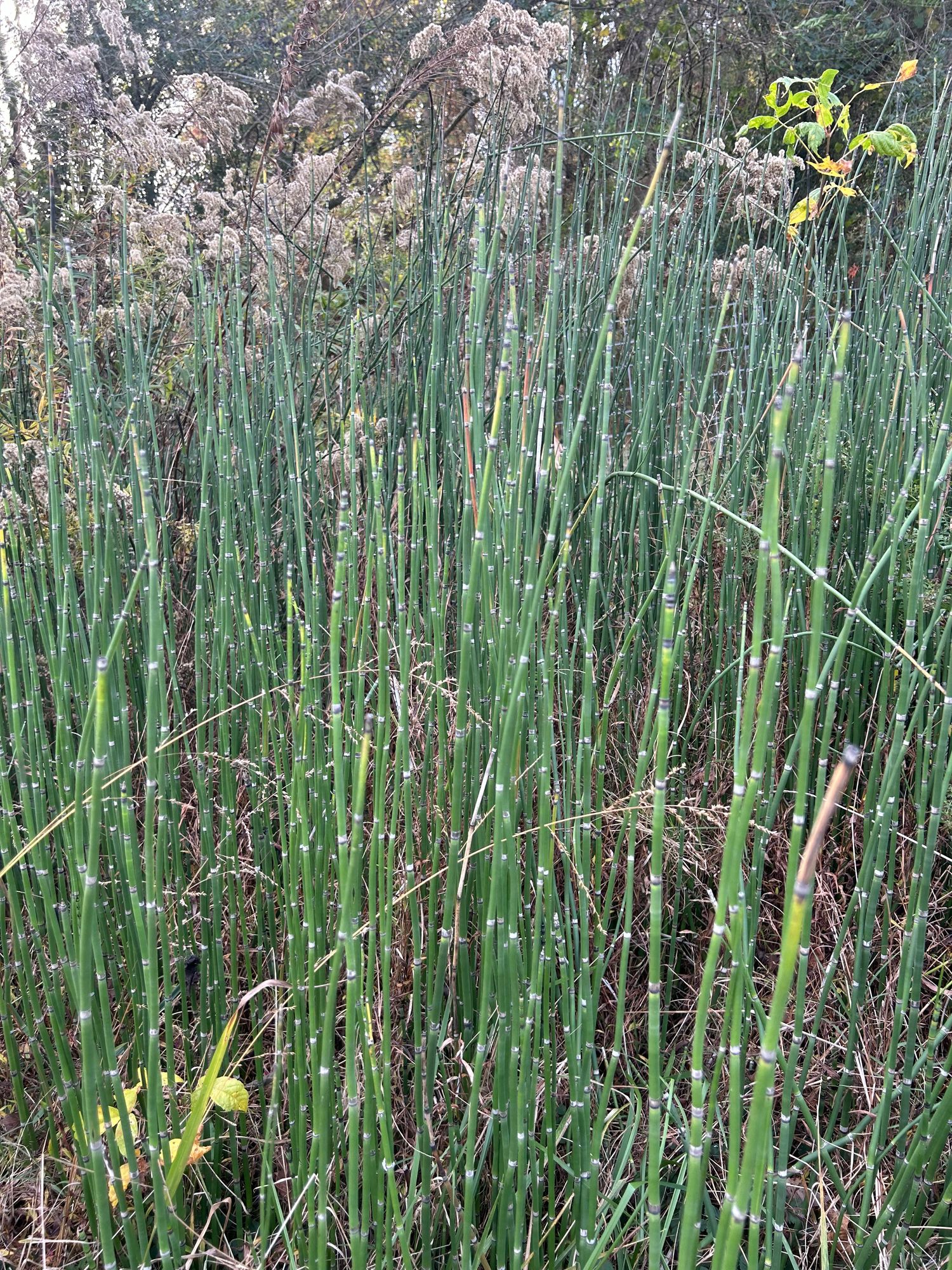 EQUISETUM